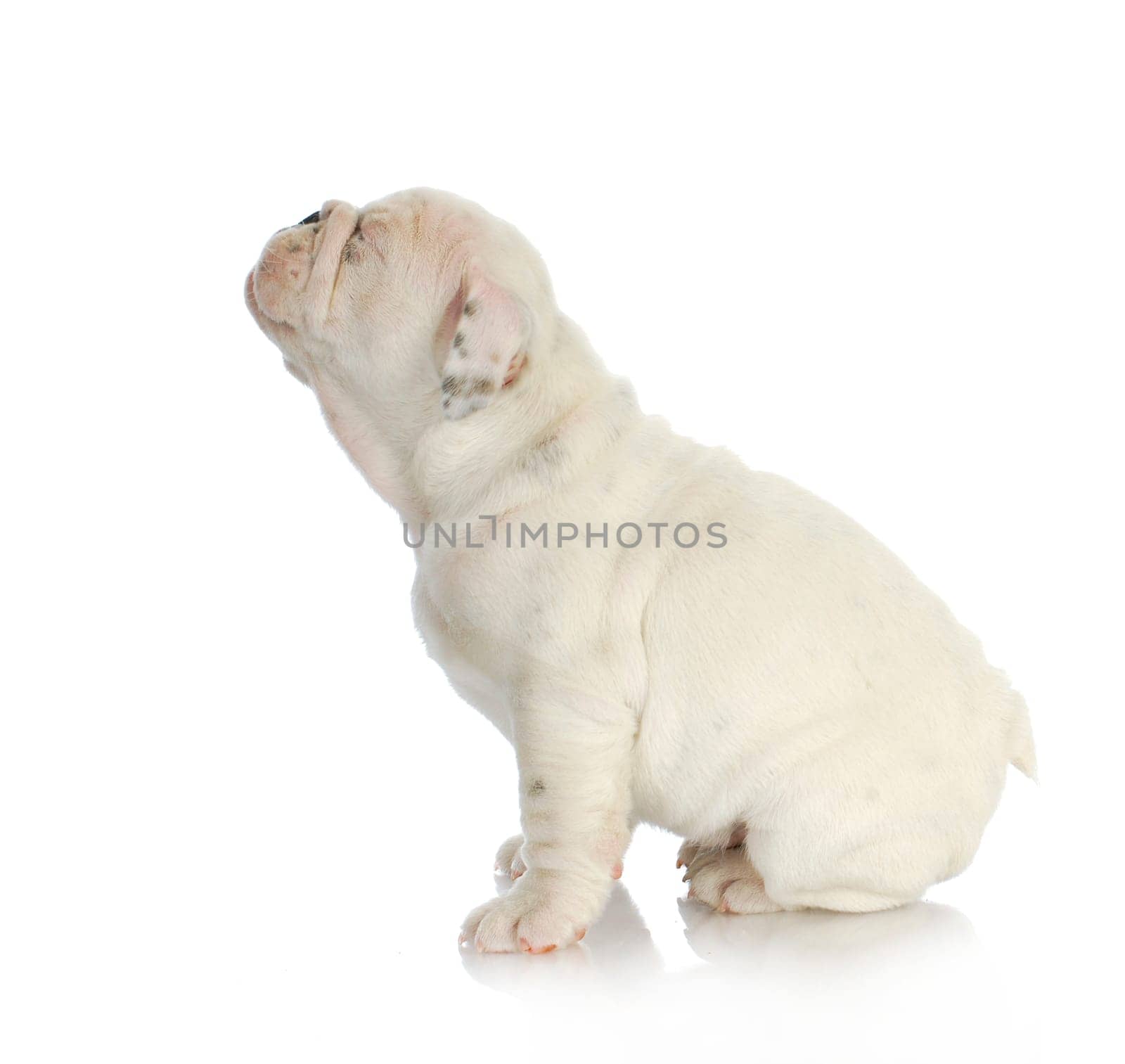 cute puppy - english bulldog puppy squinting - 8 weeks old