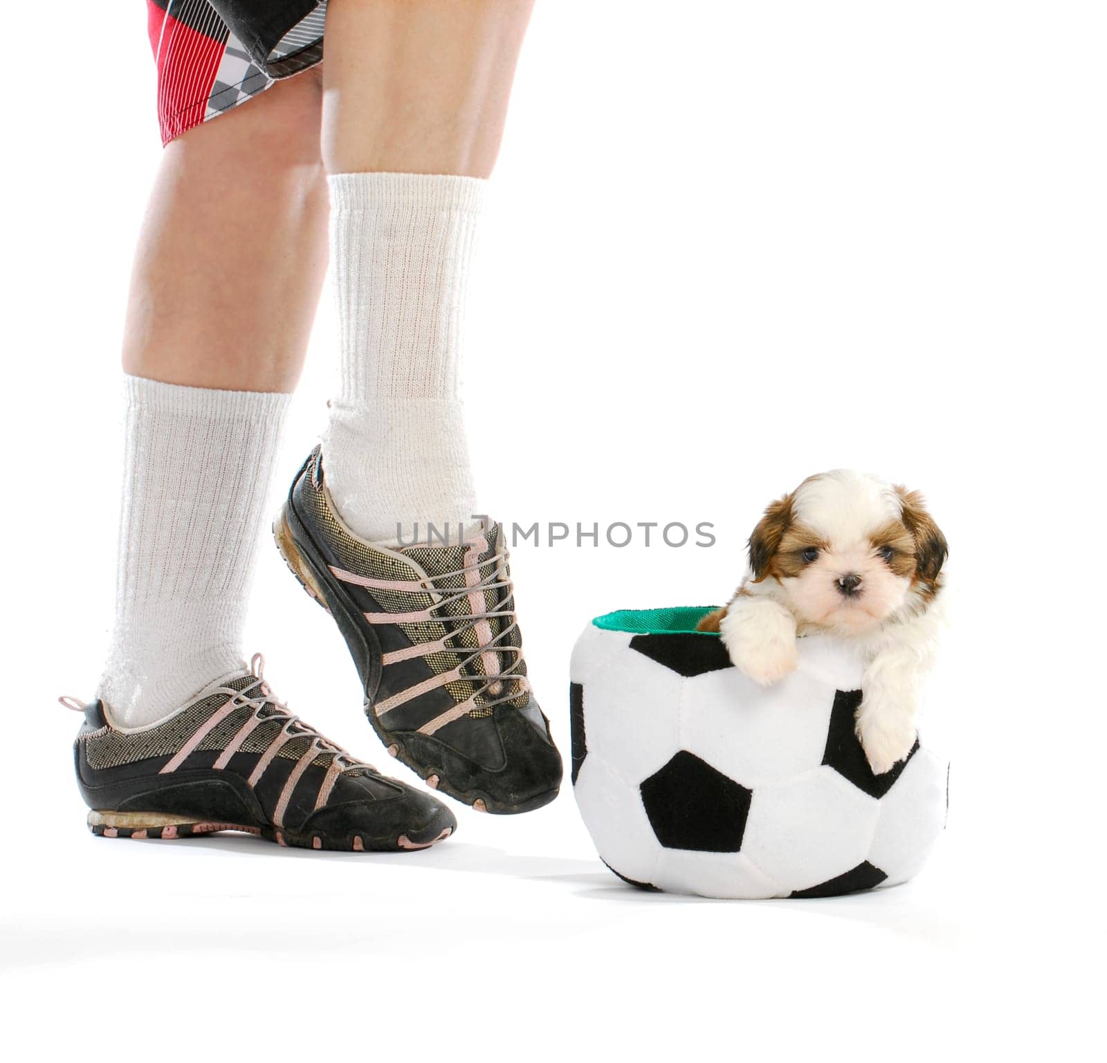 sports hound - cute puppy sitting in soccer ball with soccer player - shih tzu