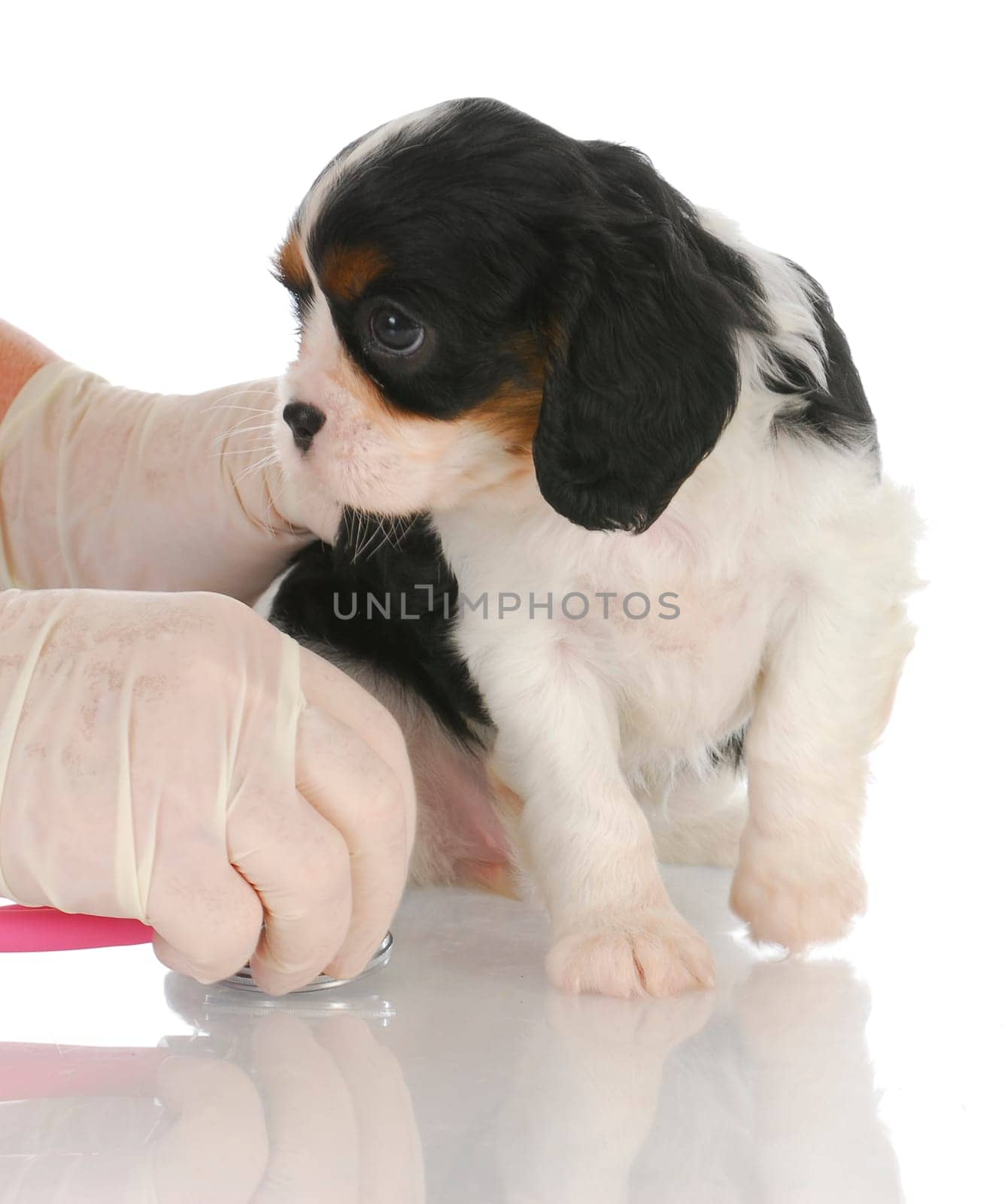 veterinary care - cavalier king charles spaniel getting examed by veterinarian with stethoscope
