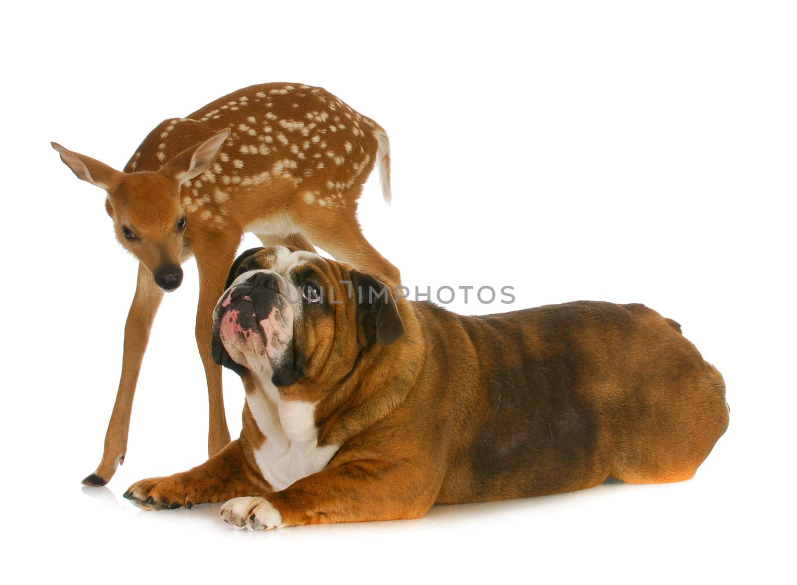 dog and deer - english bulldog and fawn together on white background