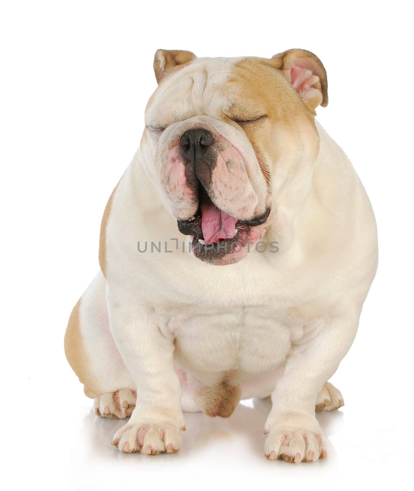 tired dog - english bulldog yawning