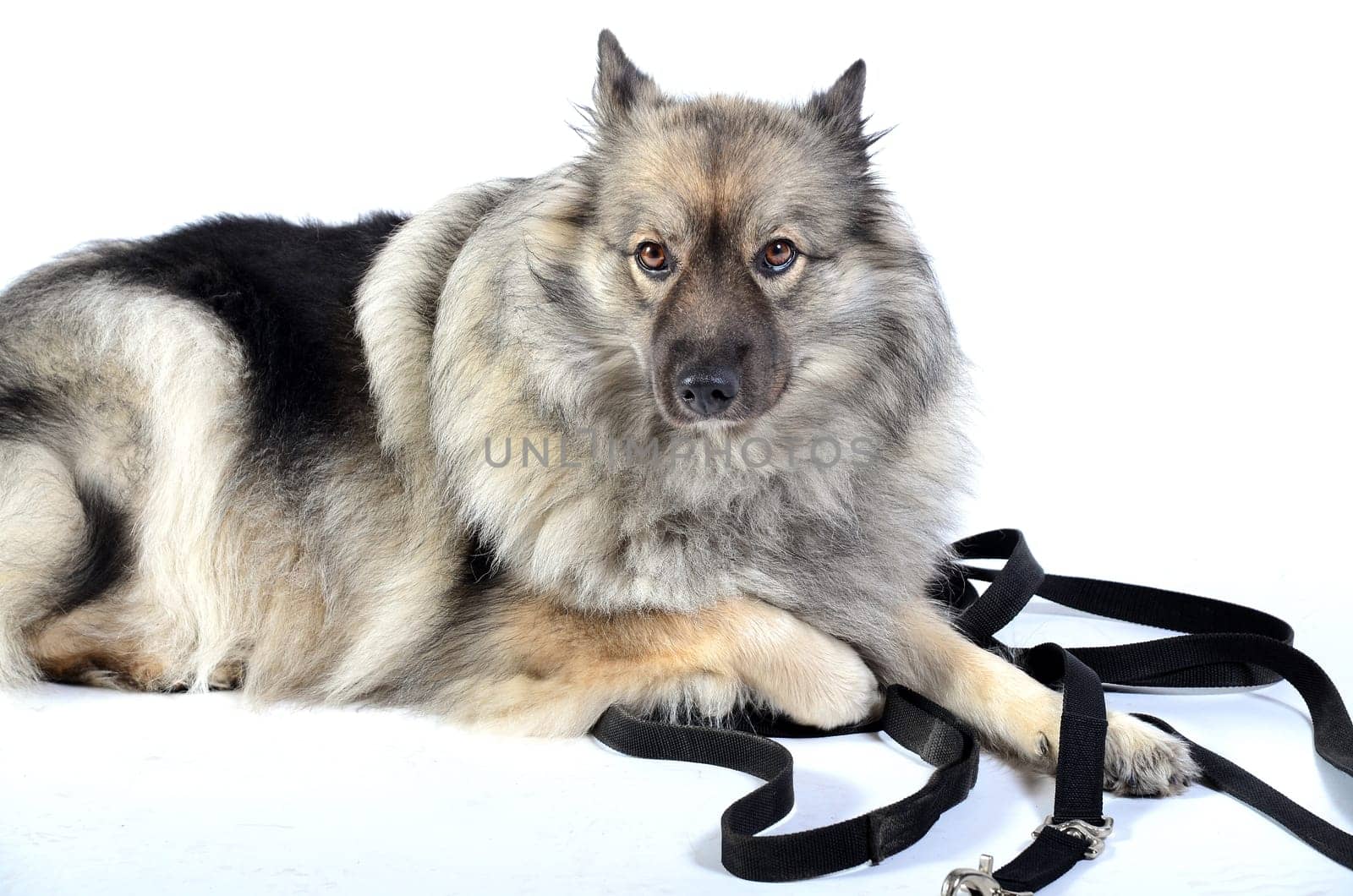 Dog with leash