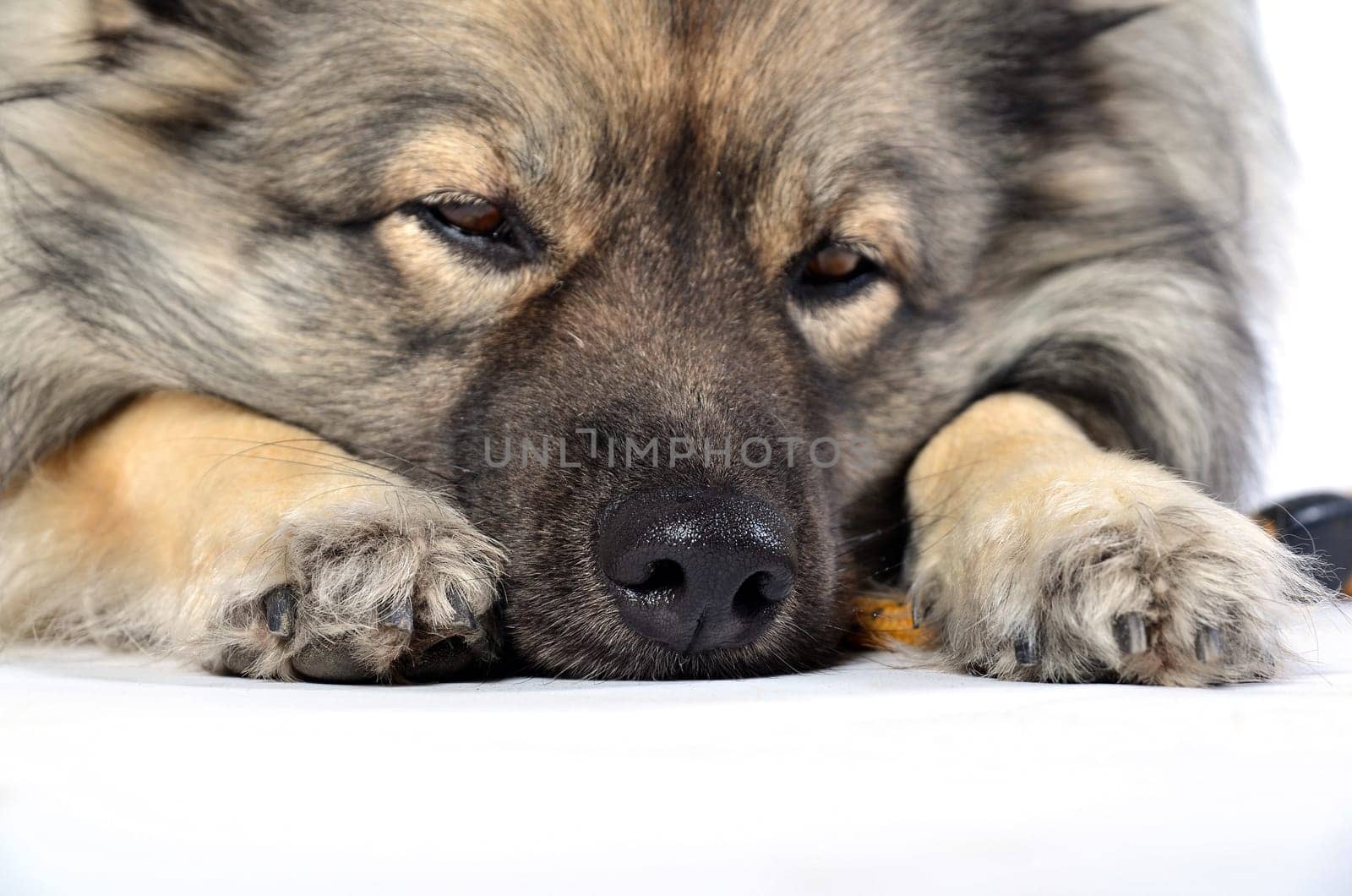Dog with leash