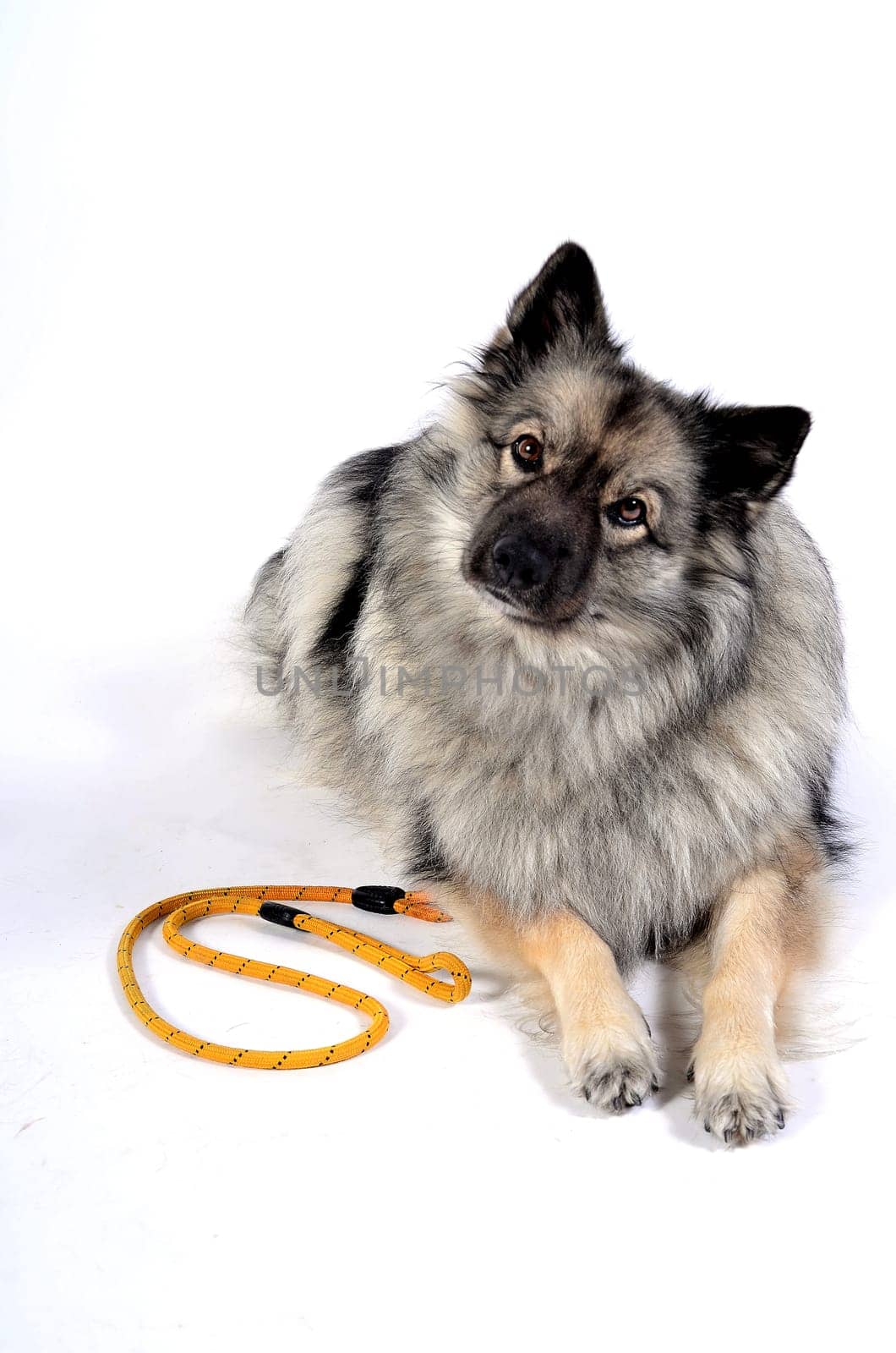 Dog with leash