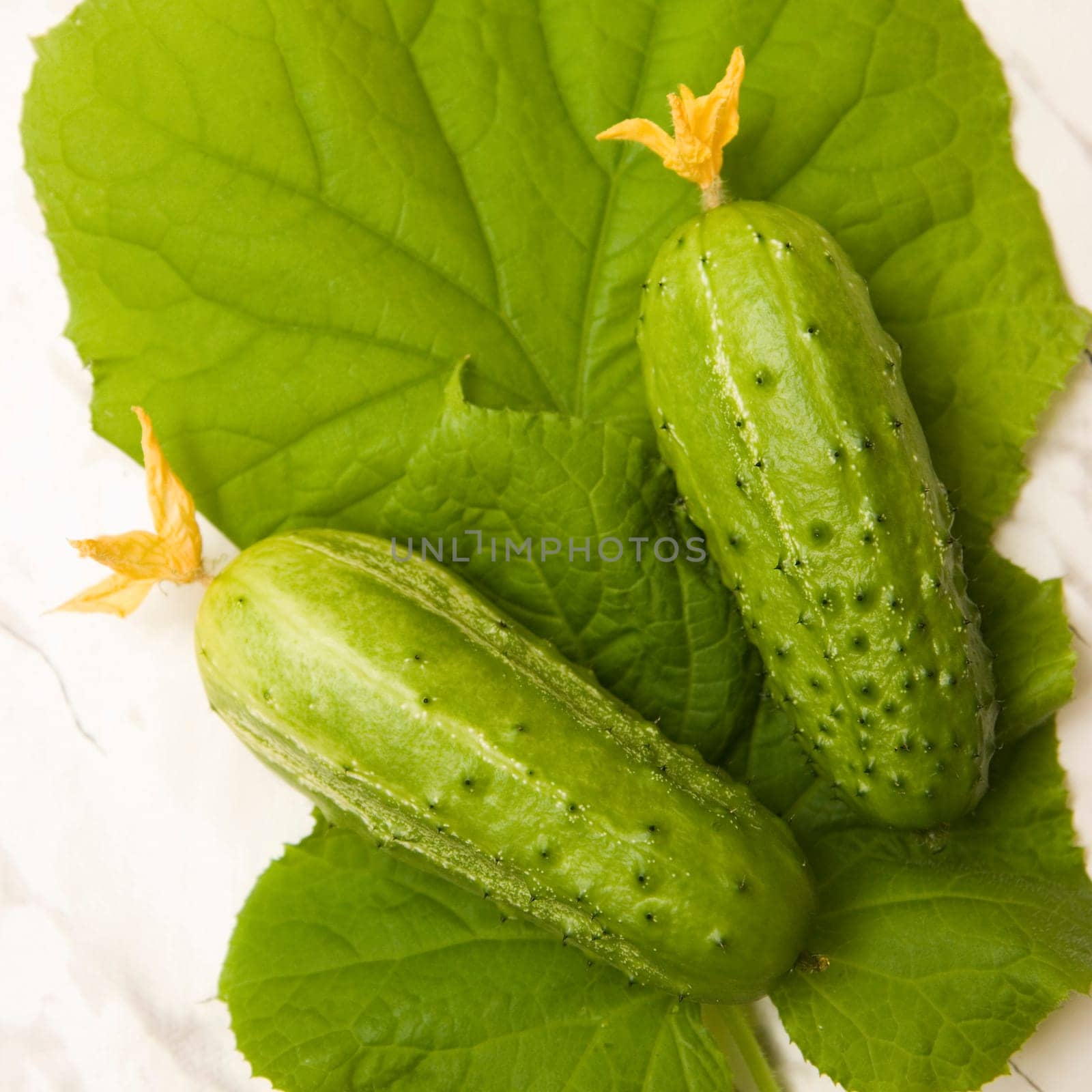 Photo of two cucumbers lying on leaves