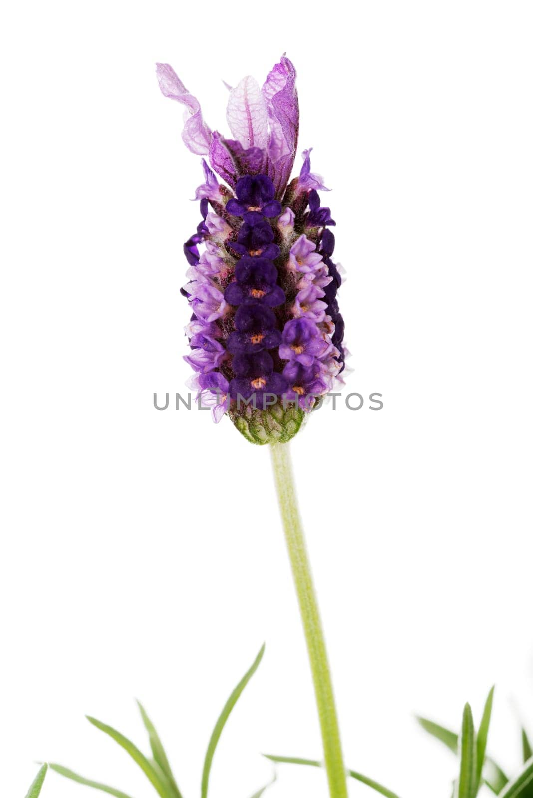 lavender isolated on white background.