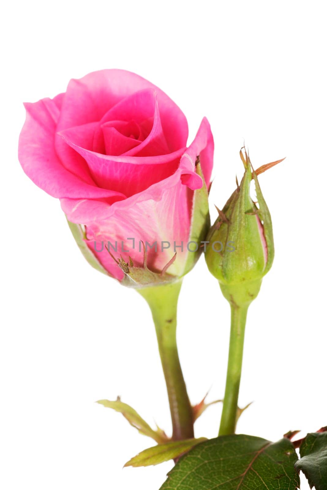 pink rose close up. isolated on white.