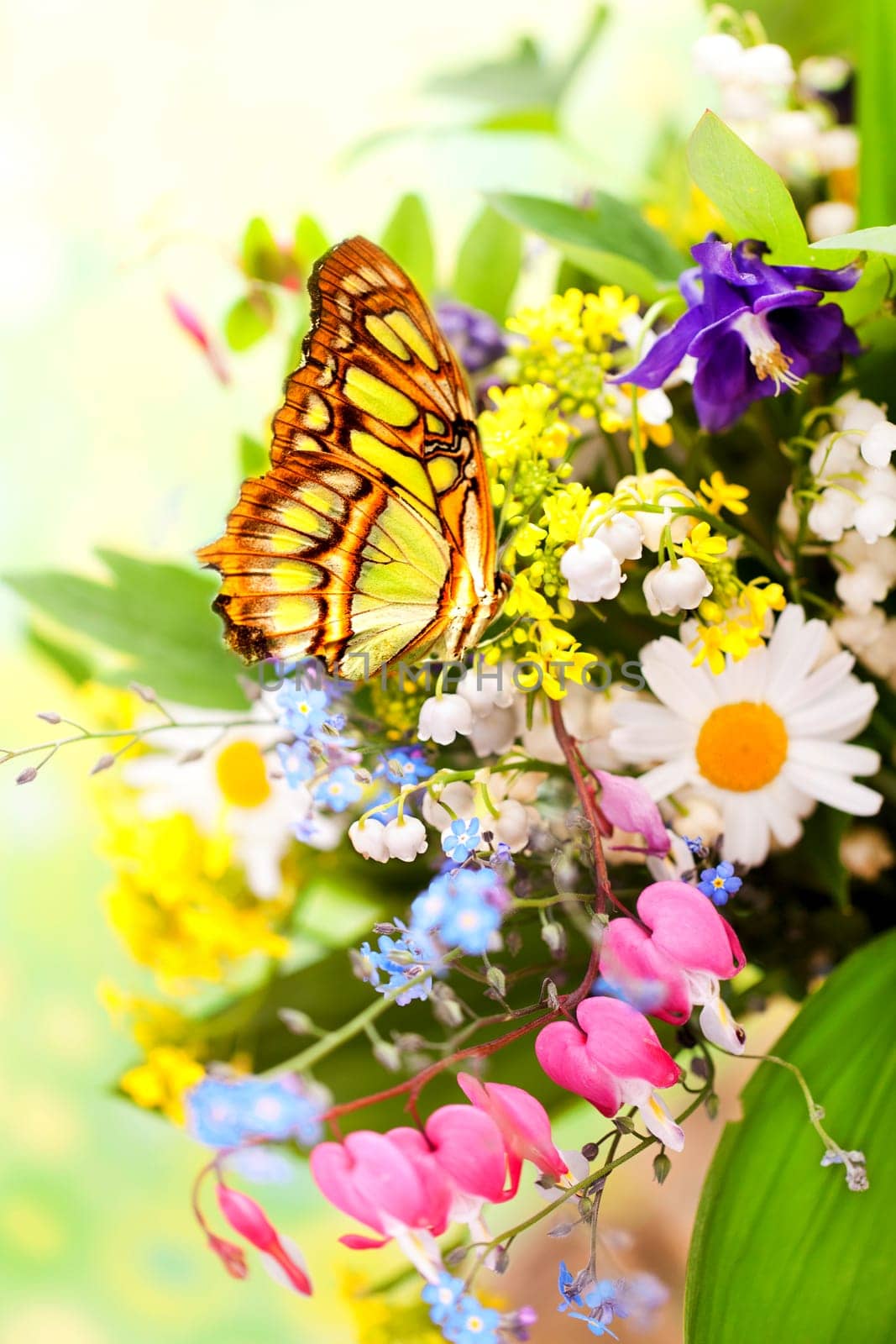 Spring flowers