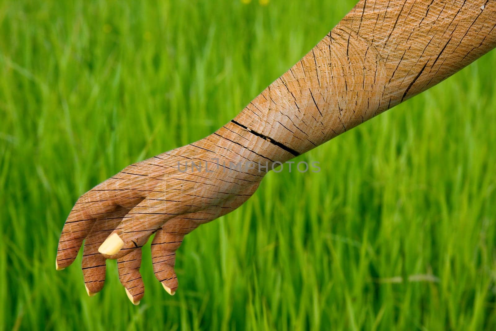 Photo of a female hand similar to a dry tree