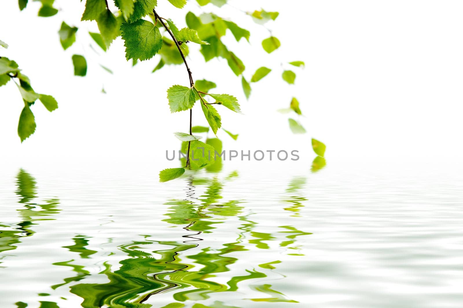 Branch of a birch and its reflexion in water