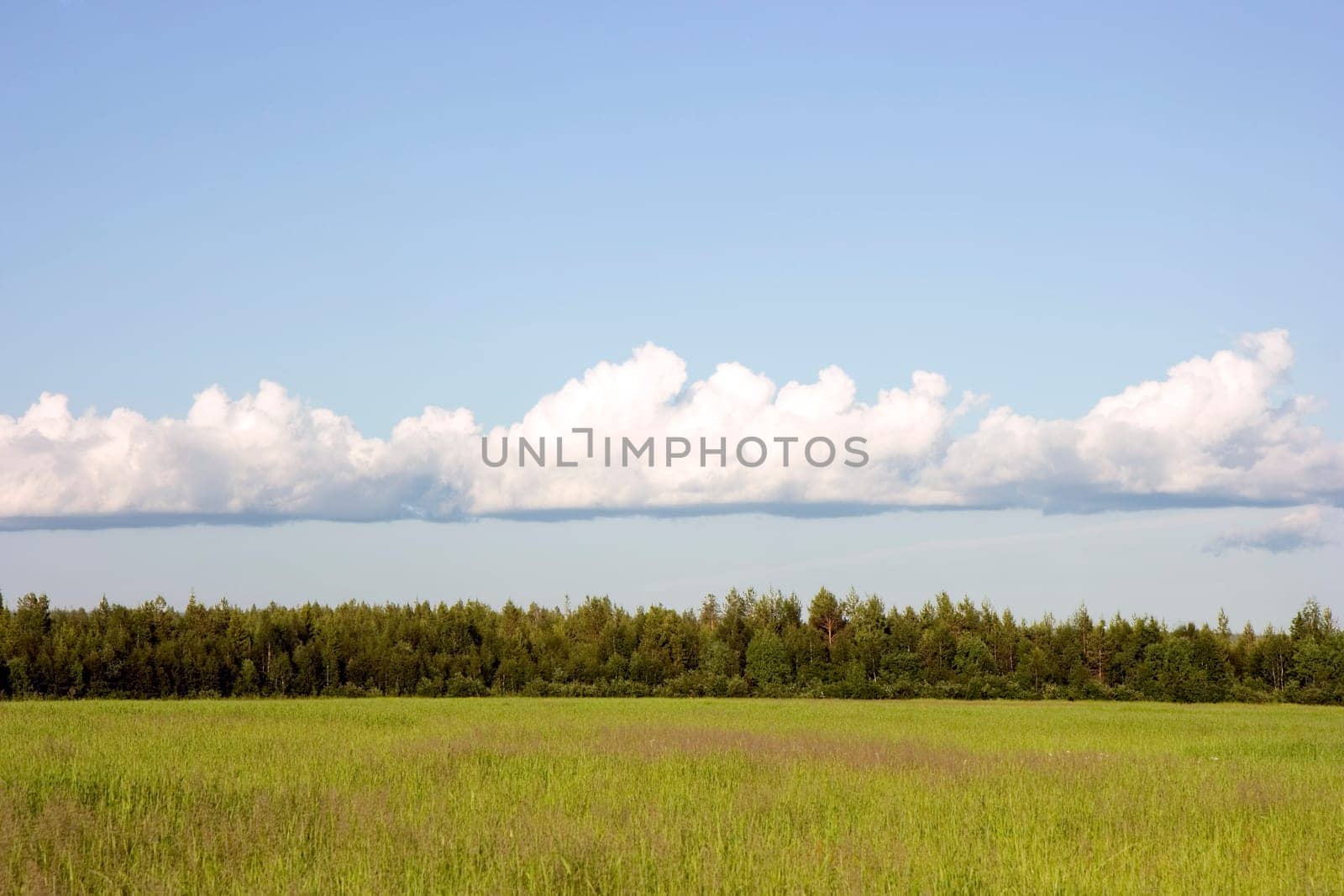 Green field photo under the dark blue sky