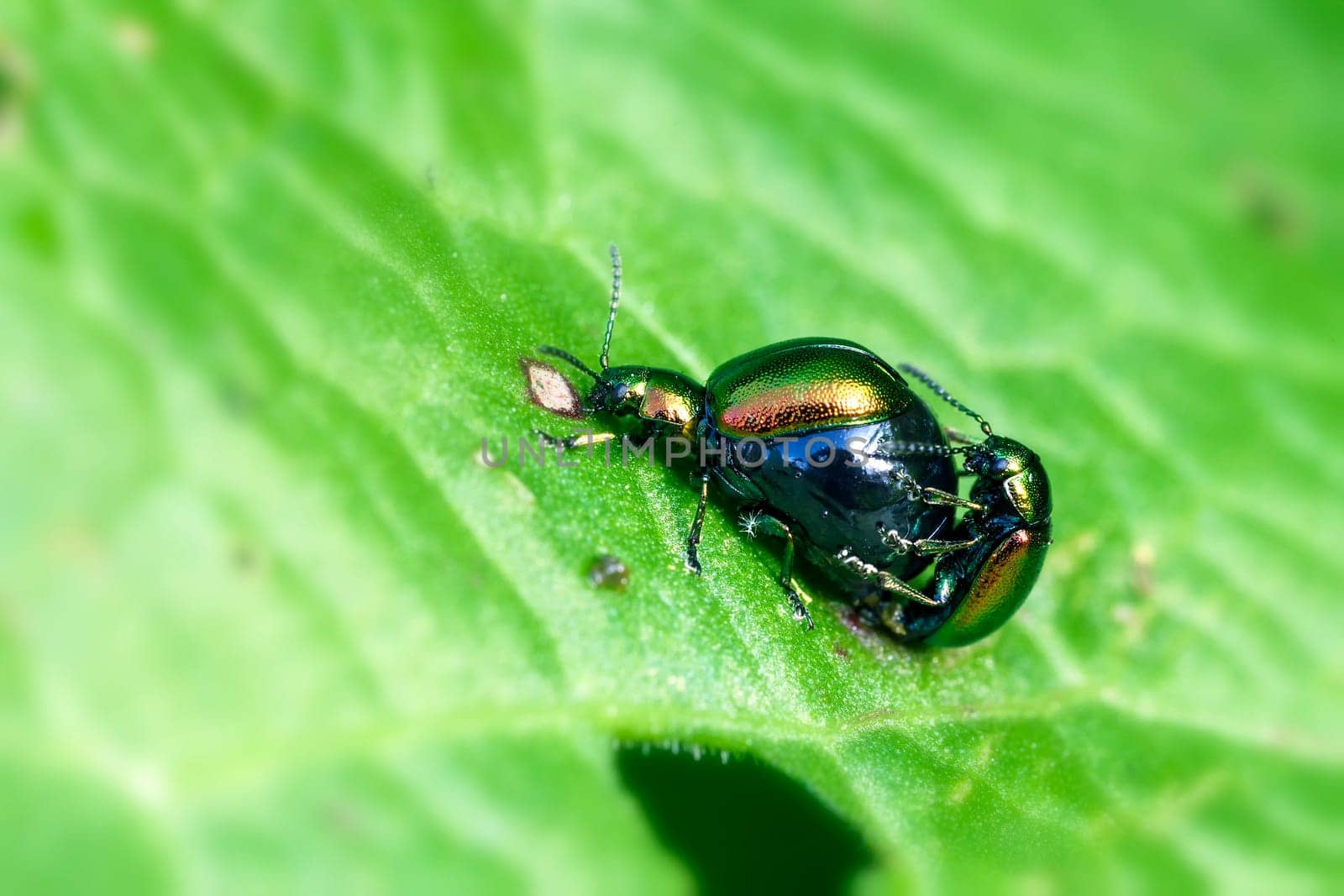 Ampferblattkäfer - Gastrophysa viridula during mating - Super macro image