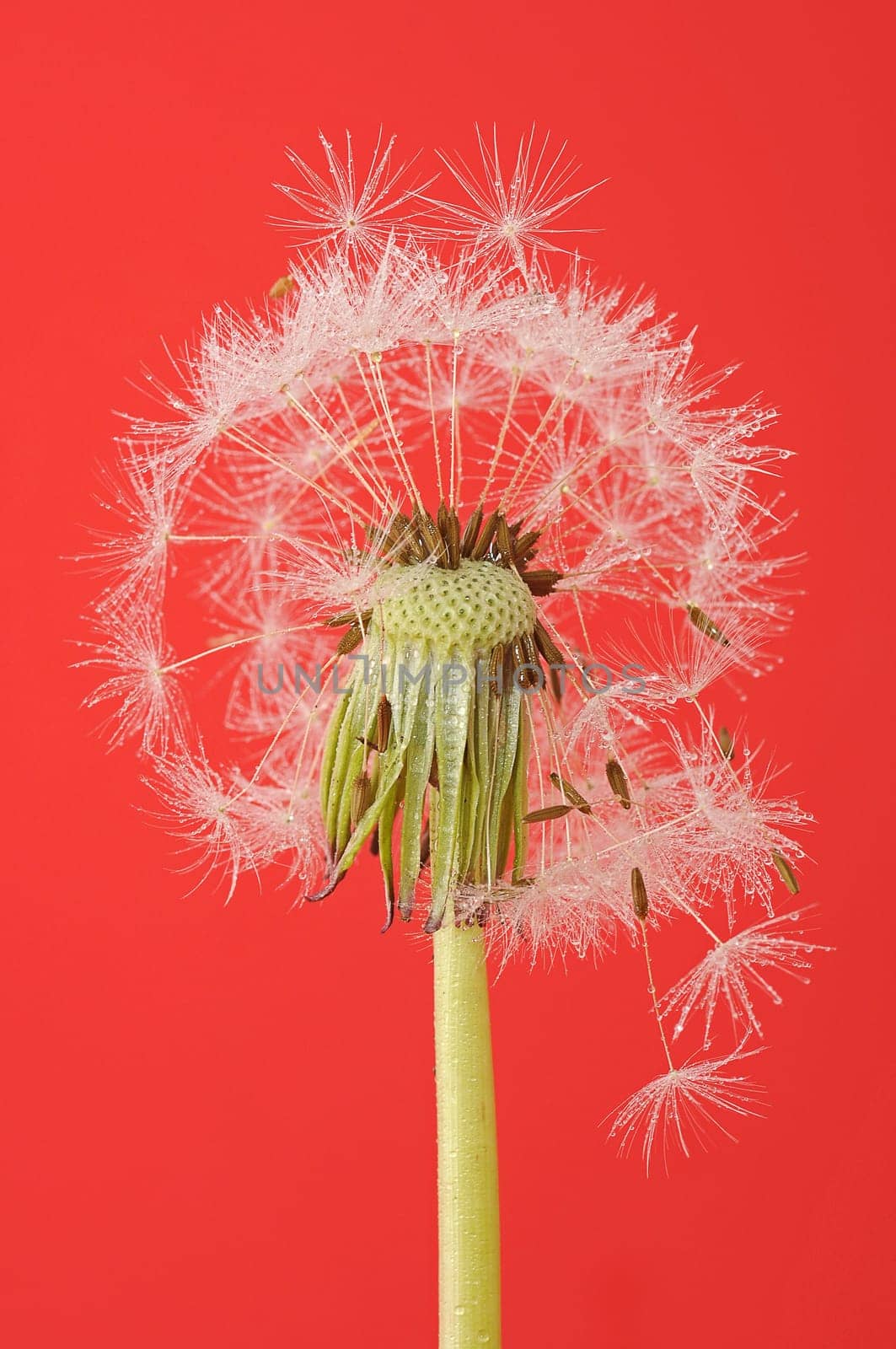 Dandelion