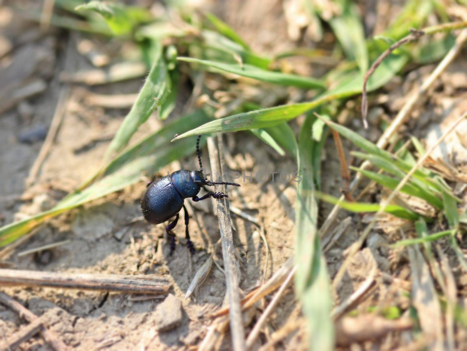 Small Paw Beetle (Timarcha goettingensis)