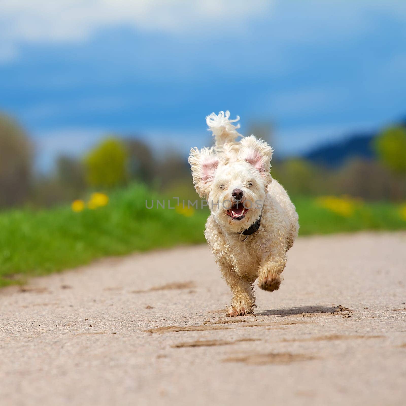 White mongrel dog with slightly curly hair runs towards the camera,against a spring-like background.