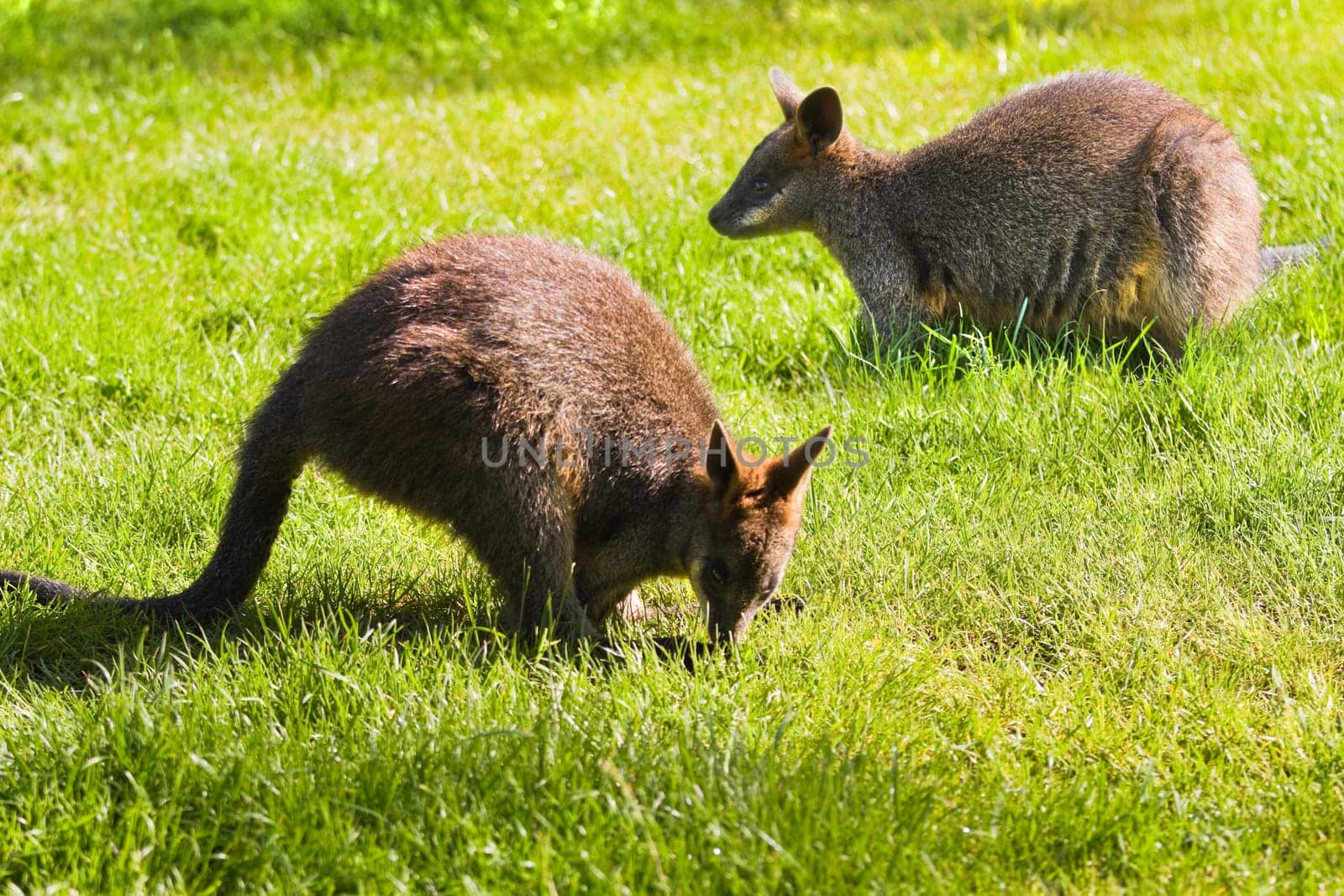 Swamp- or Black Wallabies eating grass in morning sunshine