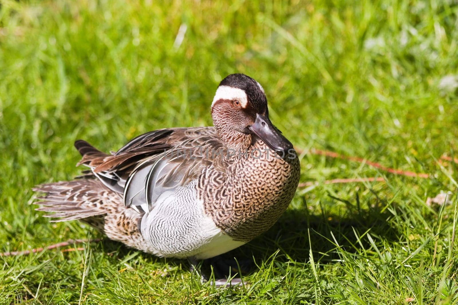 Garganey or Anas querquedula on grass in spring