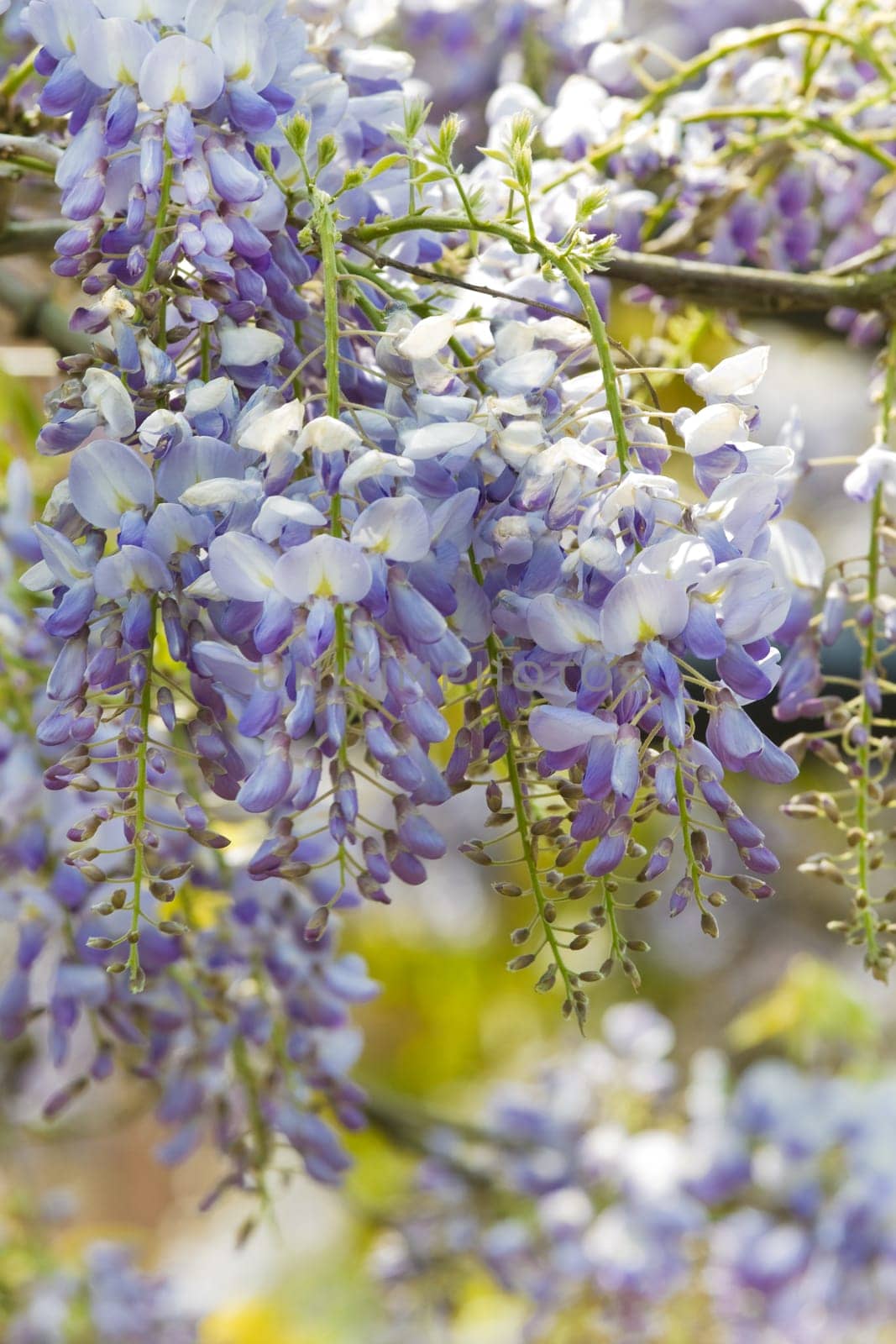 Beautiful Wisteria sinensis flowers blooming in springtime