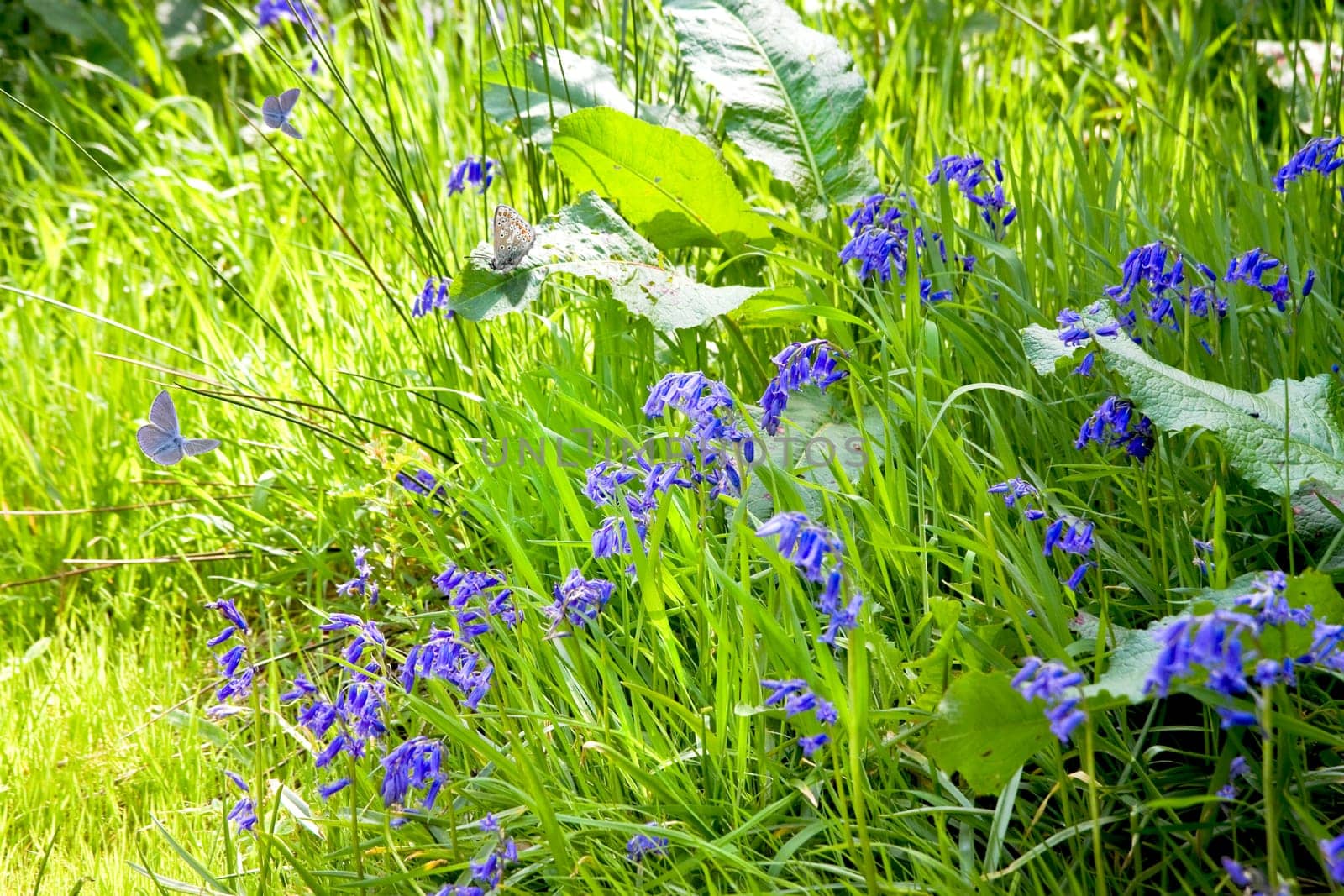Wayside in spring sunshine with grass, flowers of Bluebells and butterflies