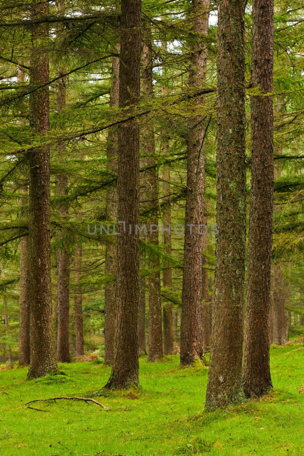 Green forest in autumn season. Gorbea, Bizkaia, Spain