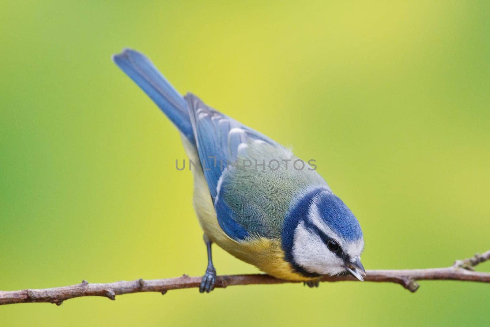 Blue tit, Parus caeruleus on a branch. Shallow depth of field and bakground blurred