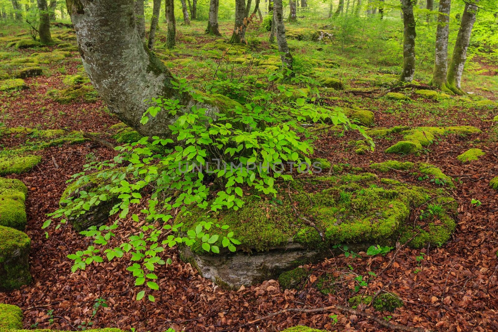 The falling leaves colors the autumn season in the forest, Monte Santiago, Burgos, Spain
