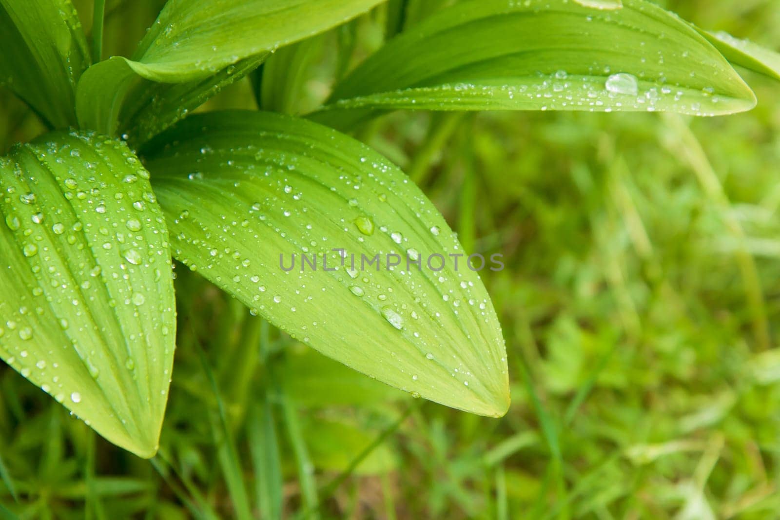 beautiful wild garlic leaves with rain drops