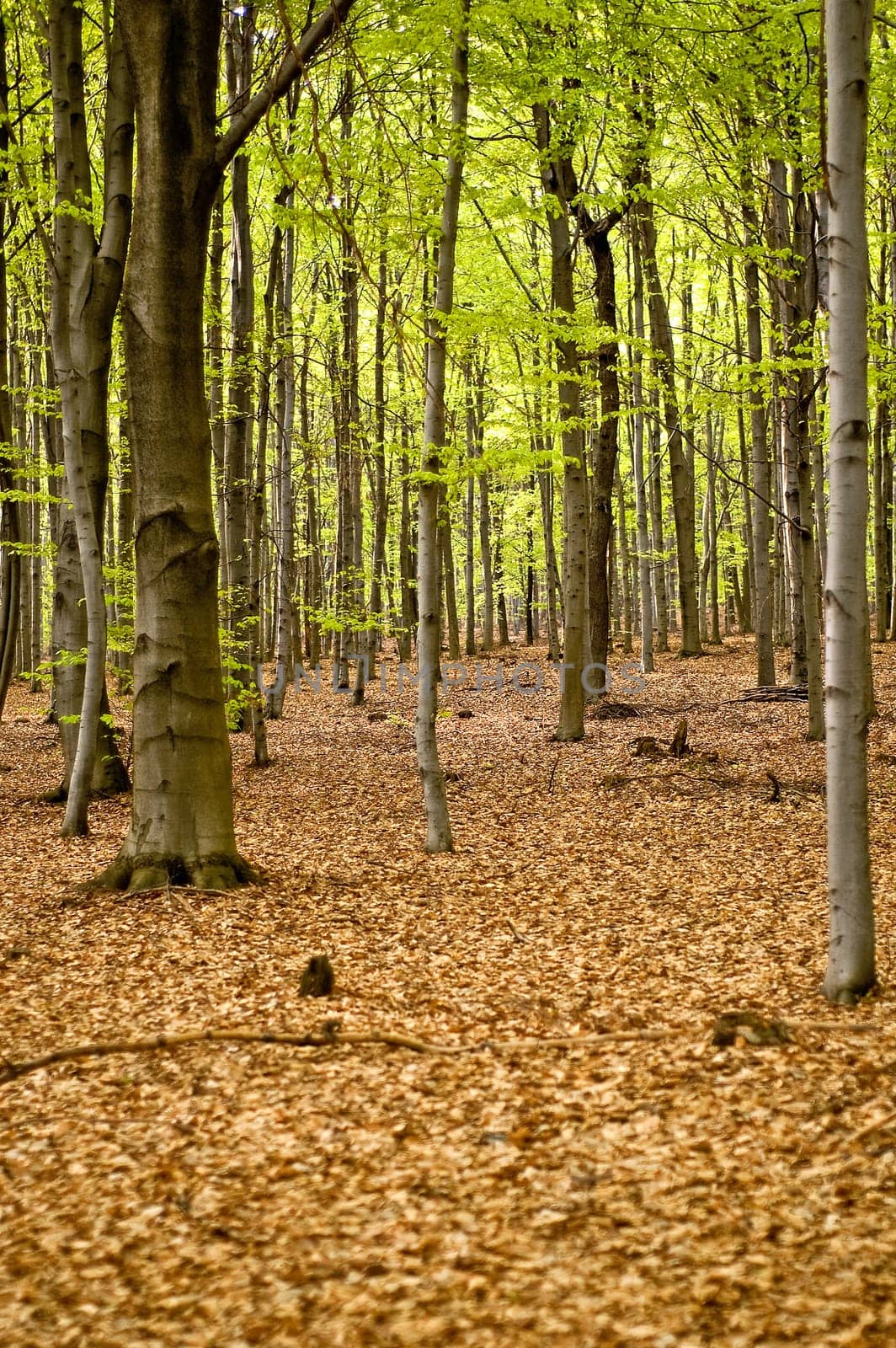 forest landscape in early spring in southern poland
