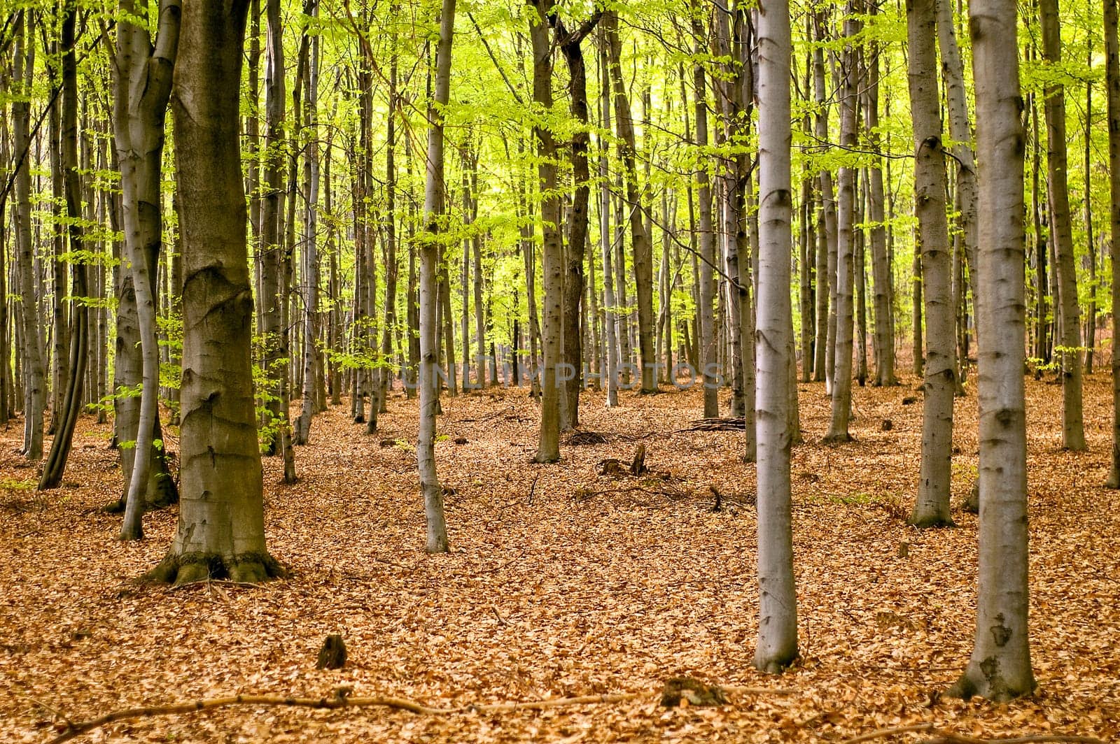 Forest landscape in early spring in southern Poland