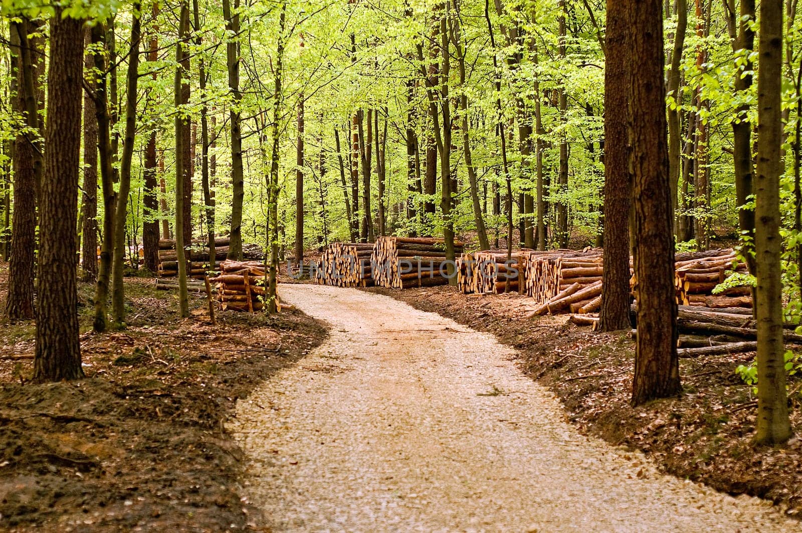 way through the forest with tree felling