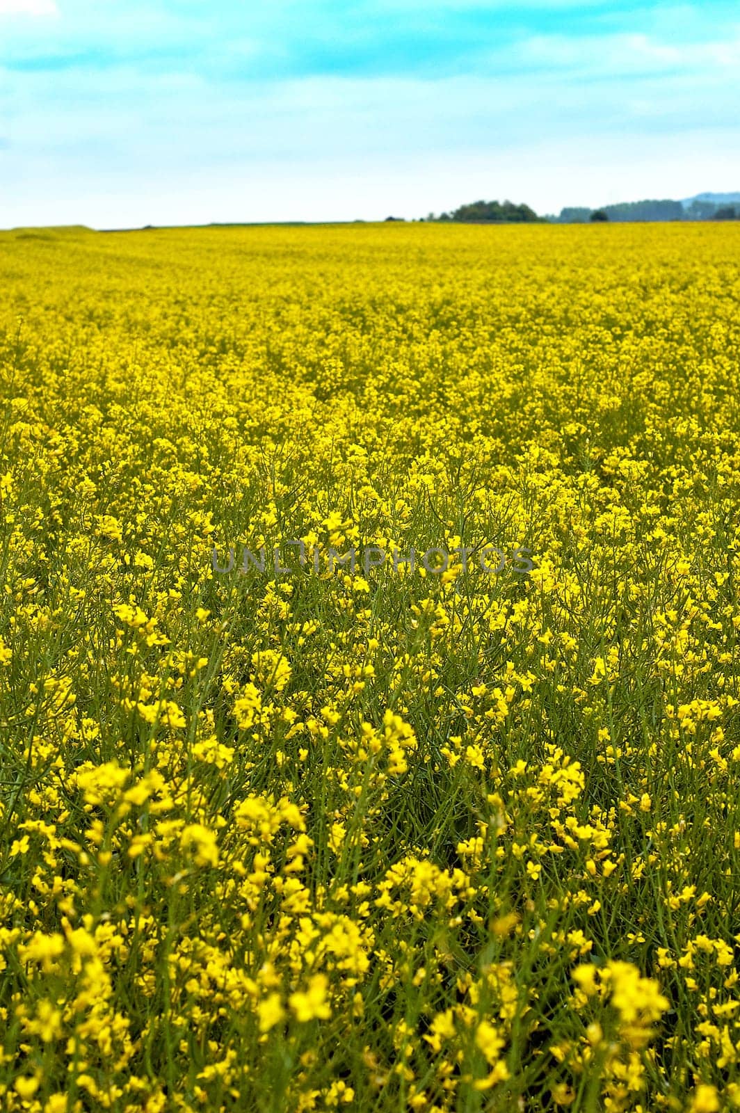 rape field which is produced rapeseed oil