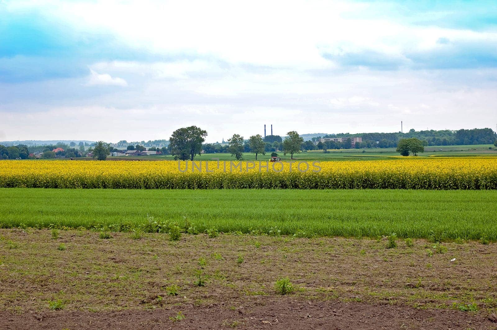 rape field which is produced rapeseed oil