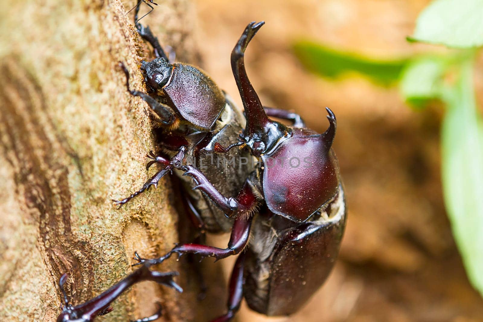 Beetle courtship for adv or others purpose use