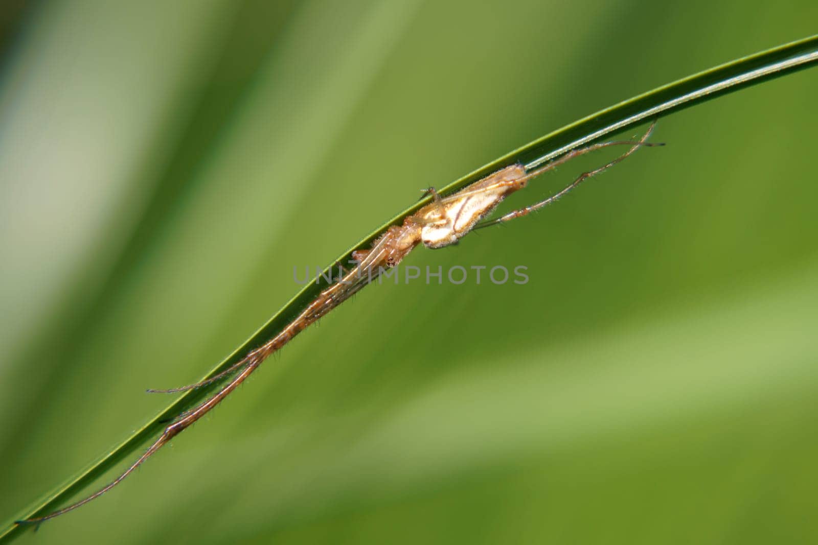 Die Nahaufnahme einer Spinne, welche ausgestreckt auf einem Grashalm liegt.