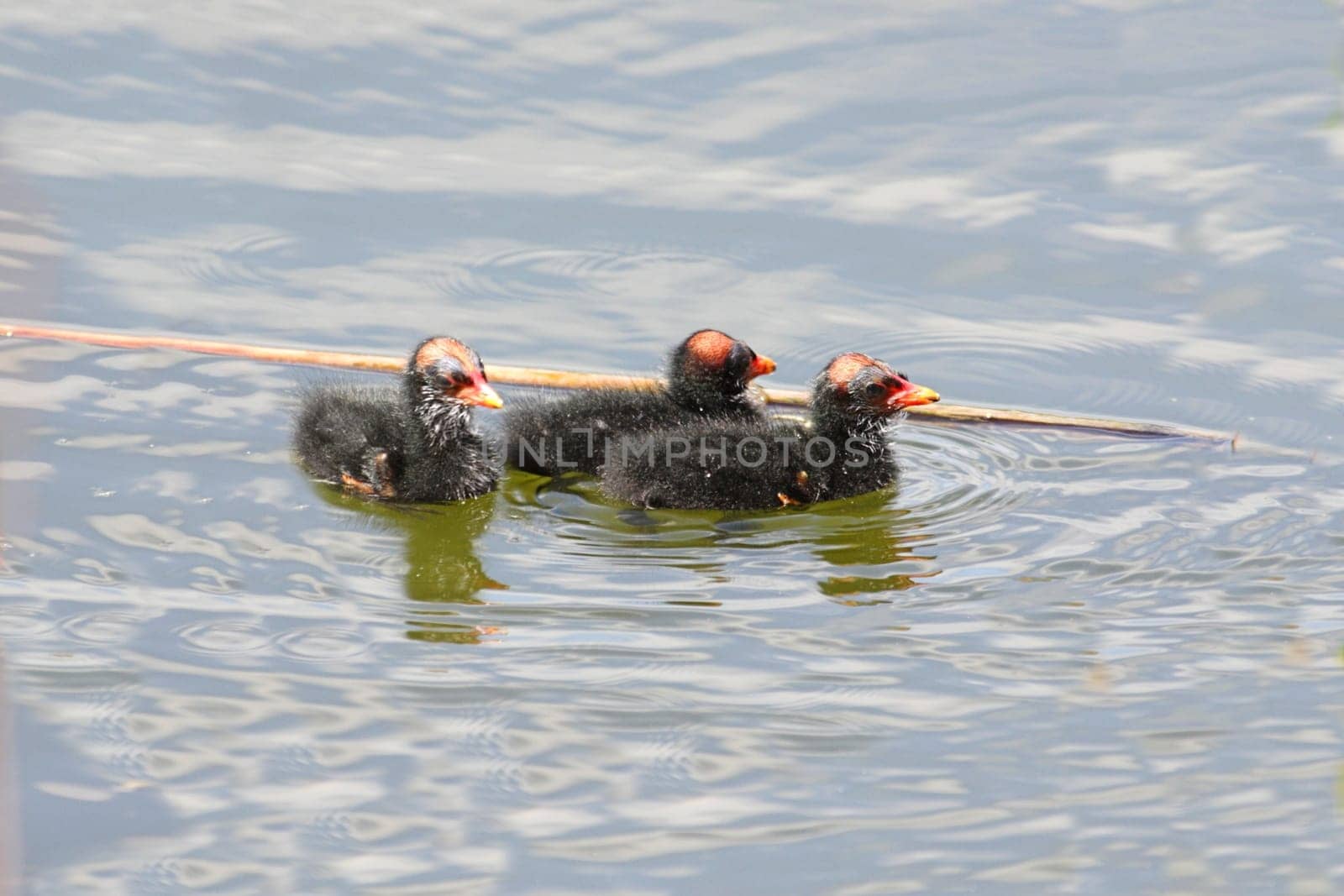 Common Moorhen (Gallinula chloropus) babies in the Florida Everglades