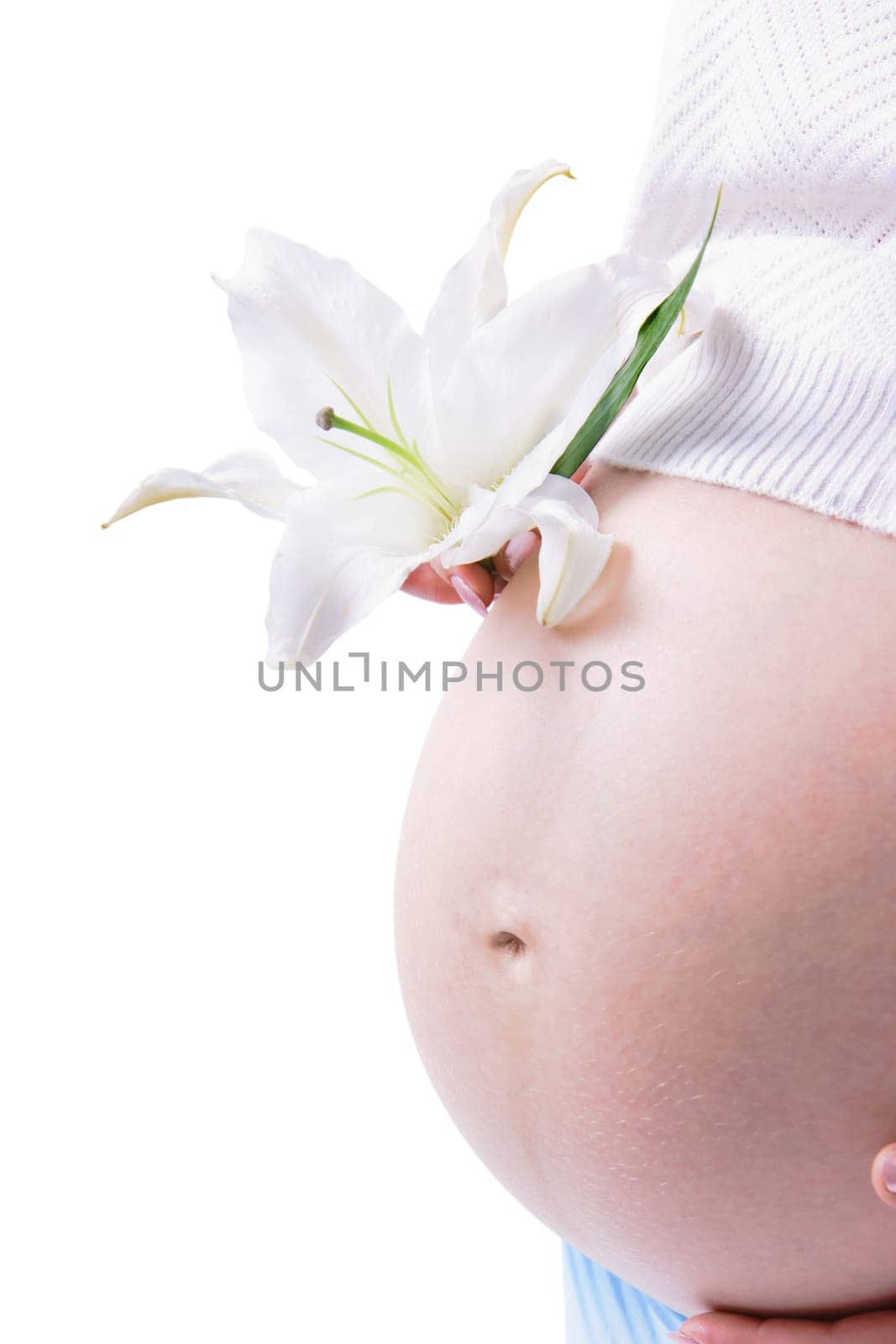 belly pregnant woman and a lily on a white background