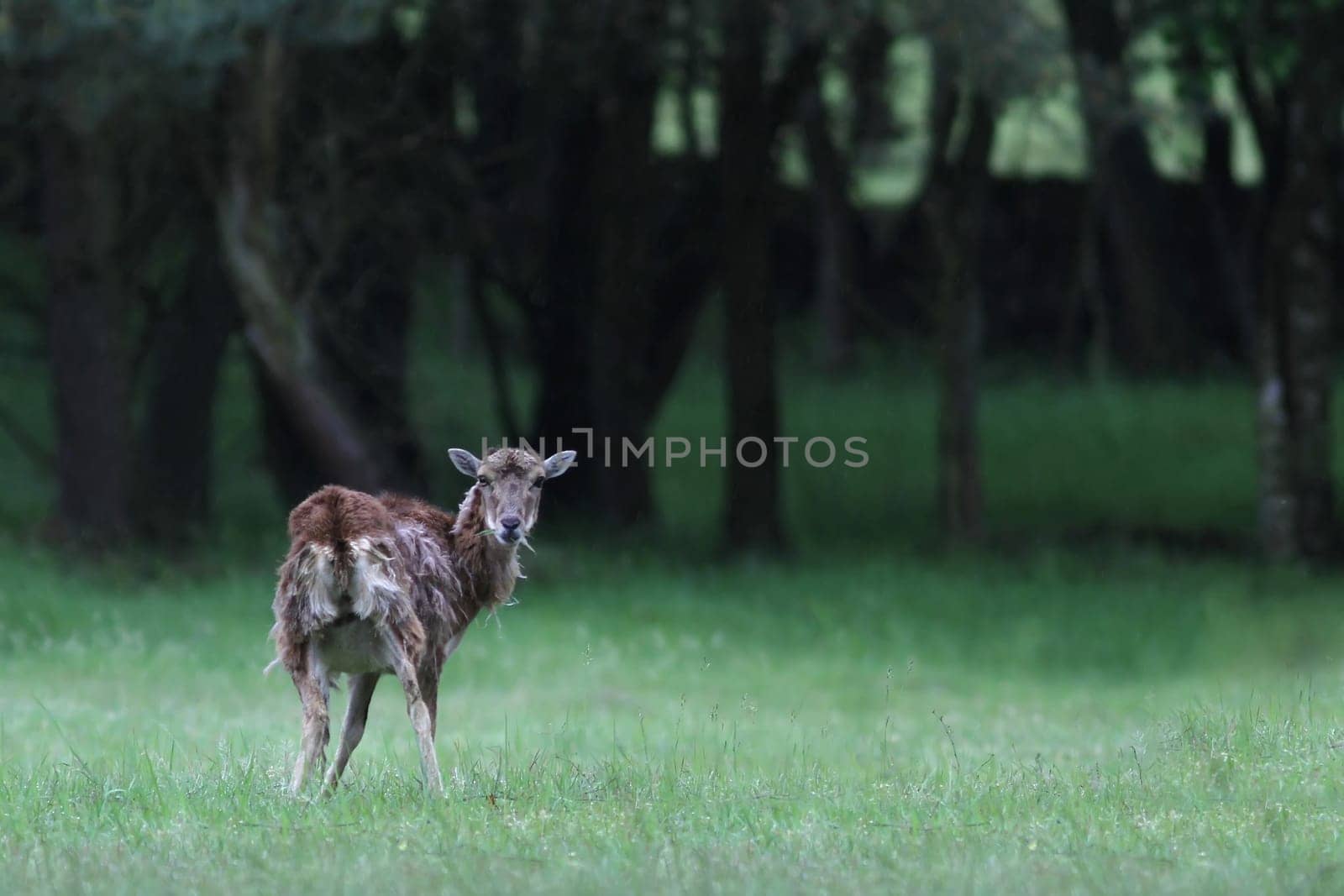 The deer (Capreolus capreolus)