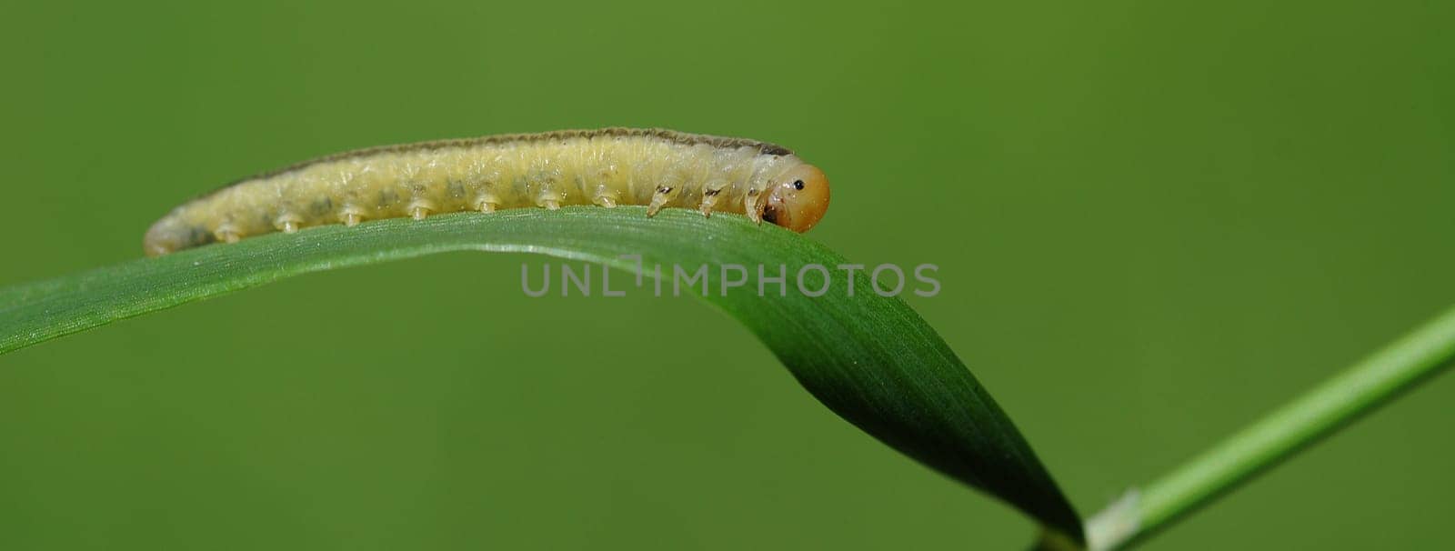 small caterpillar