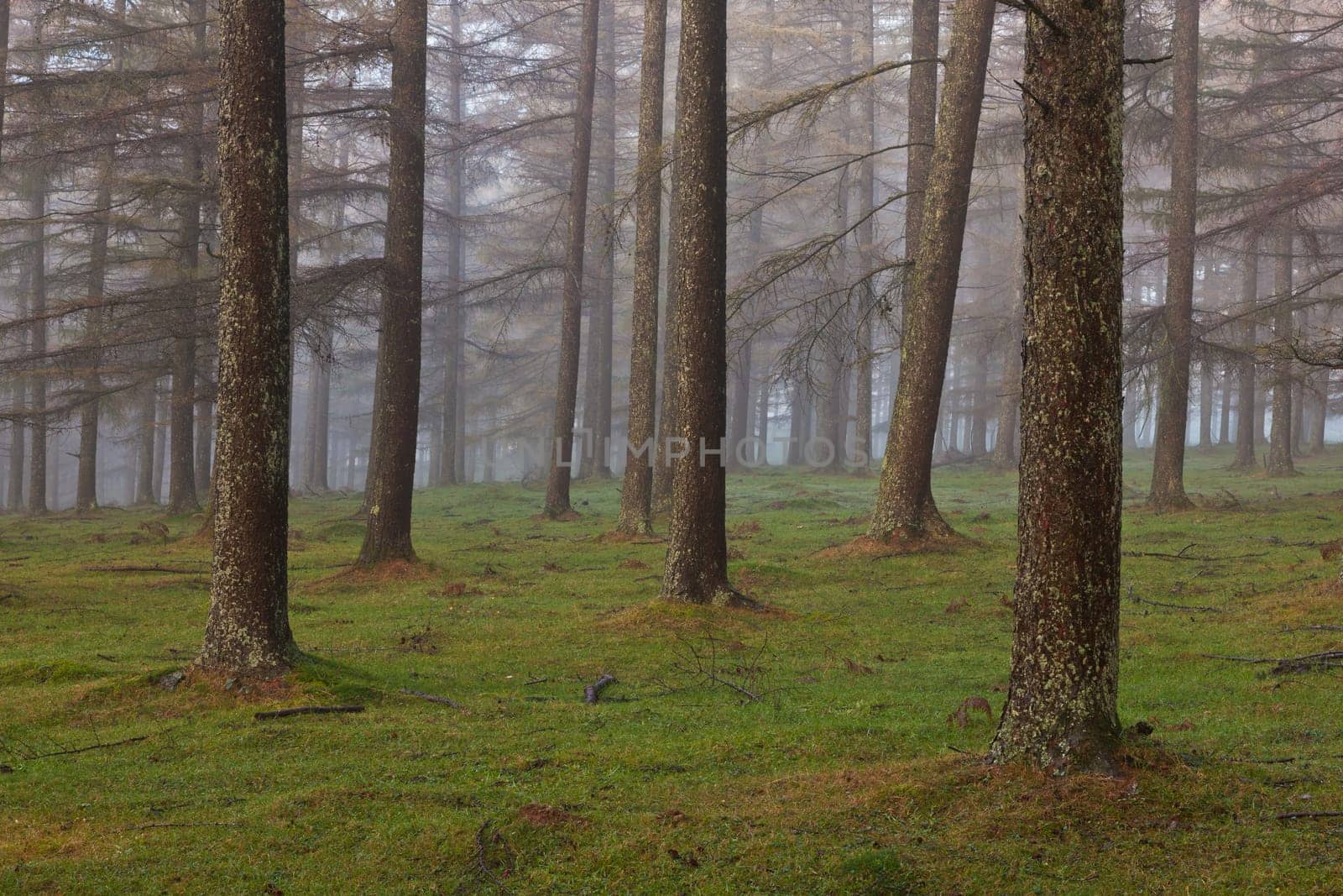 European larch forest, Gorbea Natural Park, Bizkaia, Spain