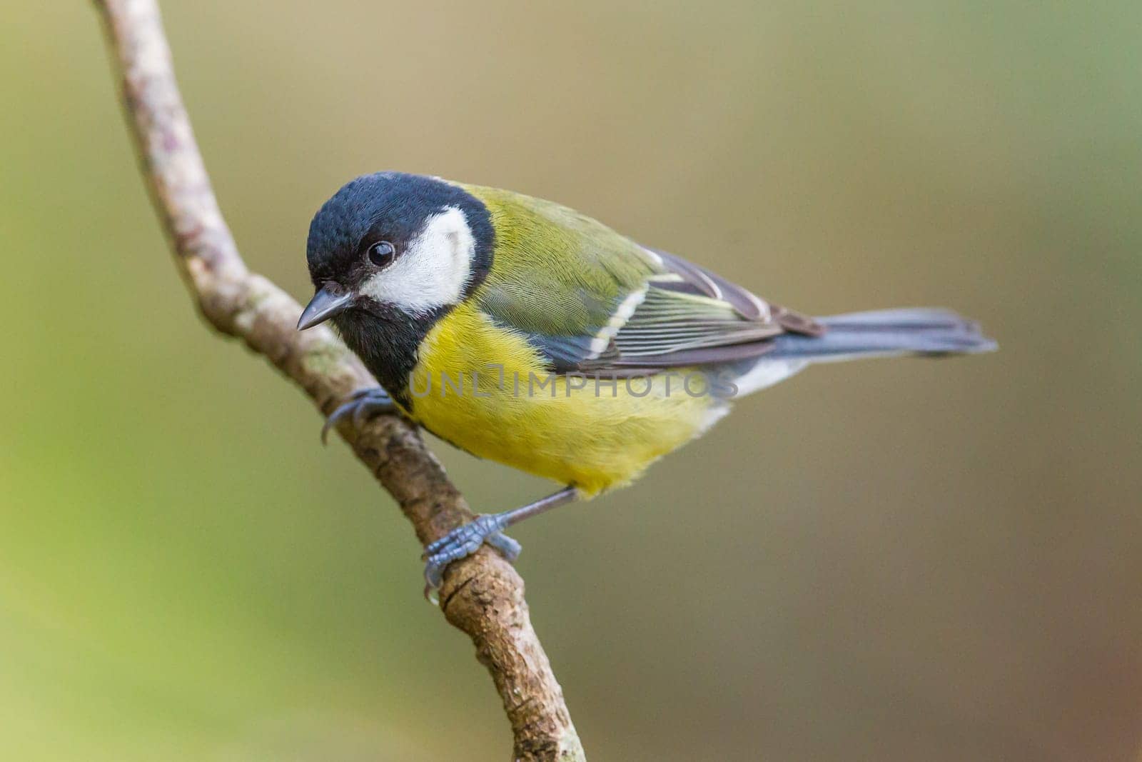 Great Tit, Parus major on a branch. Shallow depth of field and bakground blurred