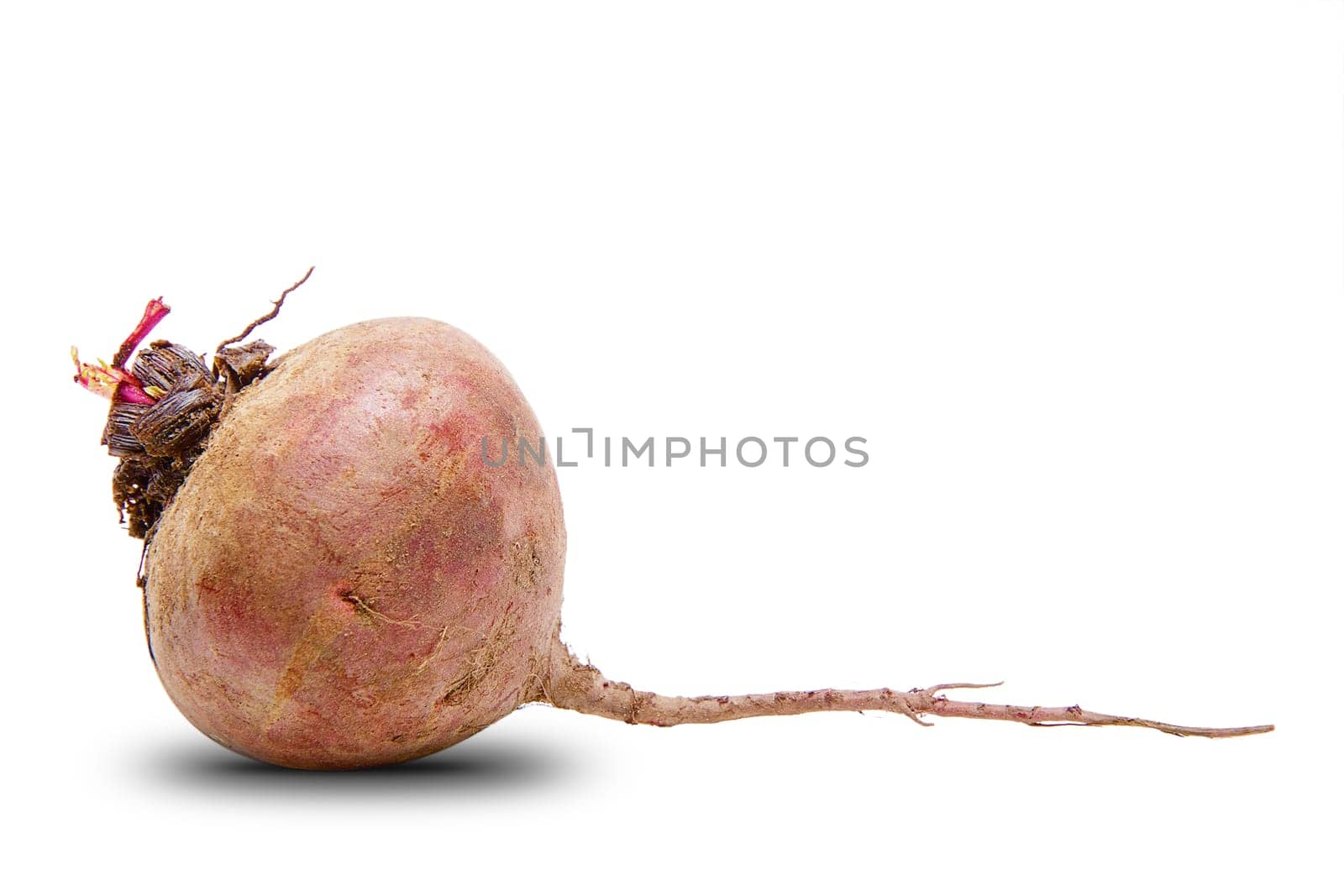 Raw beetroot is isolated on a white background