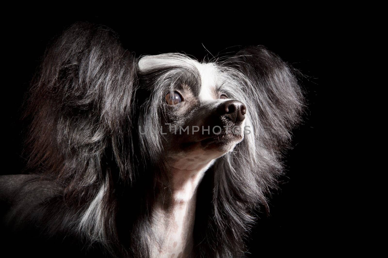 Portrait of Chinese Crested dog on a black background