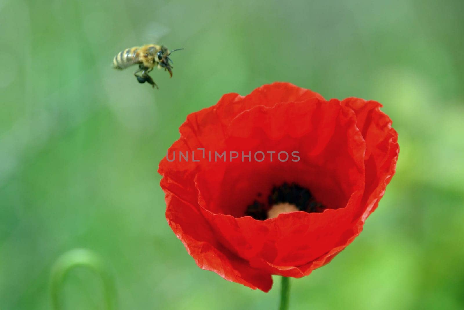 Bee on approach