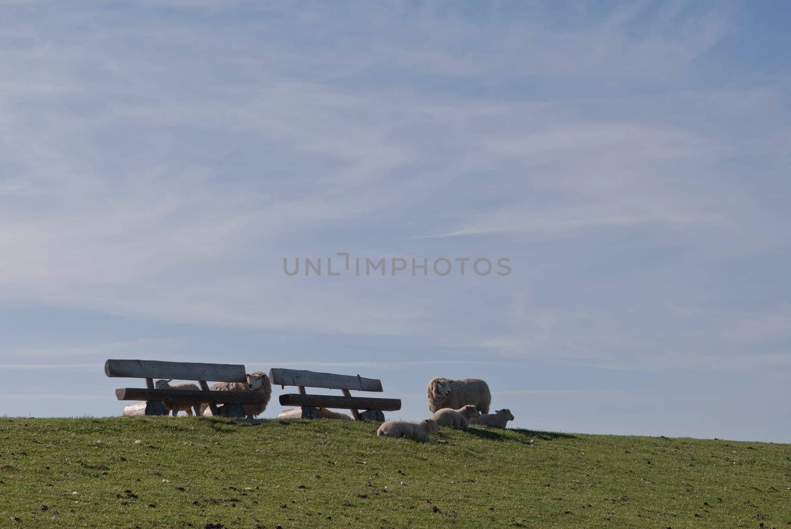 Sheep on the dike