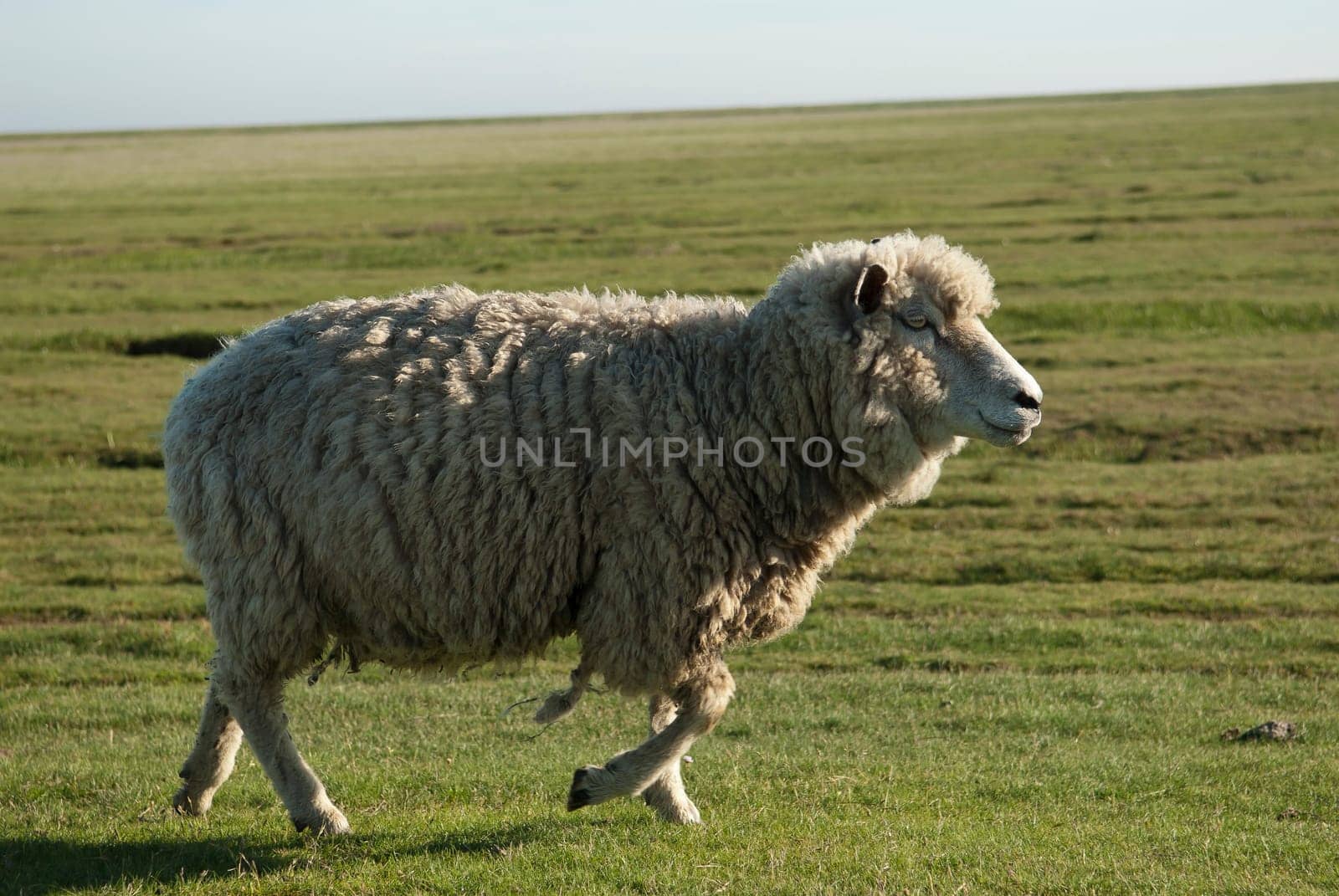 Schaaf on the meadow