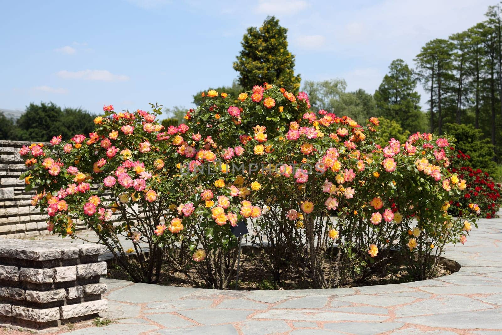 Details of a wonderful rose garden or rosarium in Lyon.