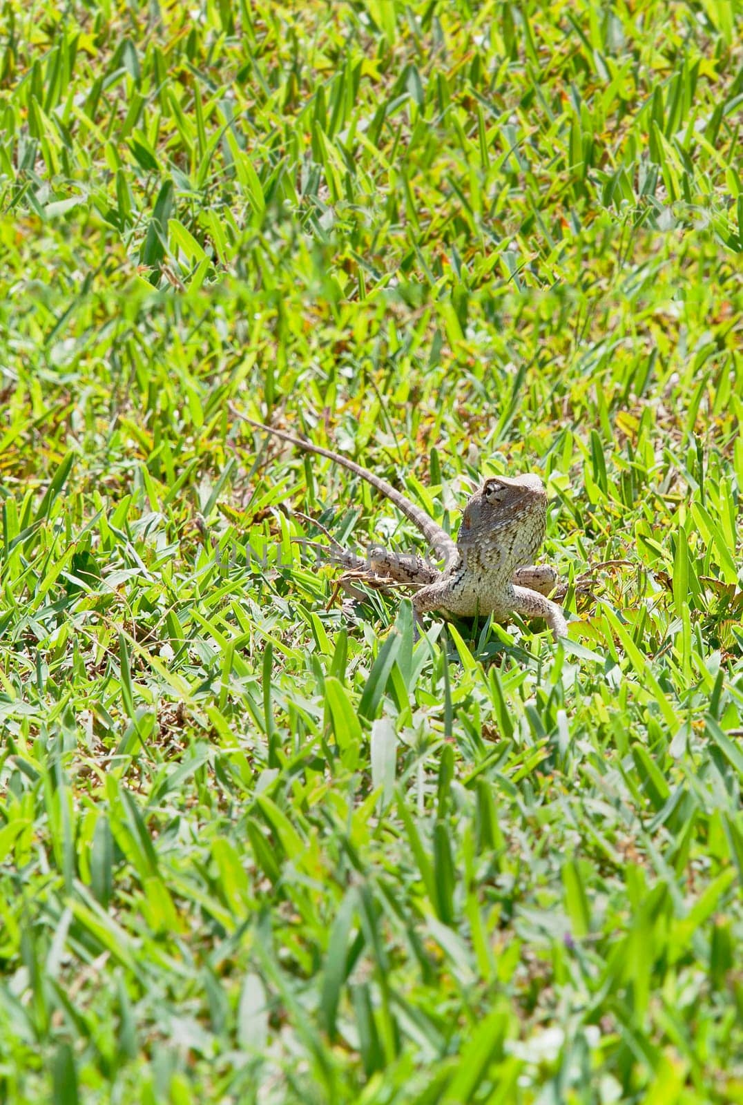 Horizontal capture of color landscape of a tropical landscaped garden strolling around on a lawn, natural stone park bench where an Indian lizard climbing one of the legs in the shade of the hot sun
