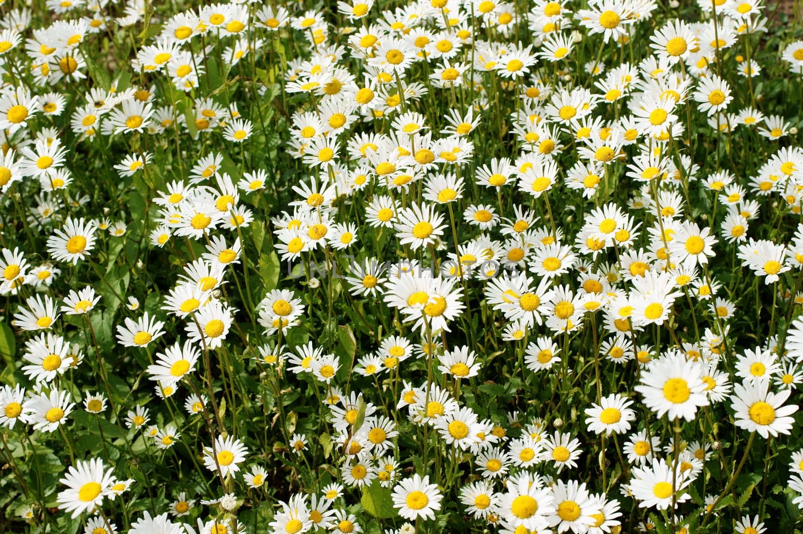 Die Draufsicht auf ein Blumenbeet mit Magerwiesen Margareten.