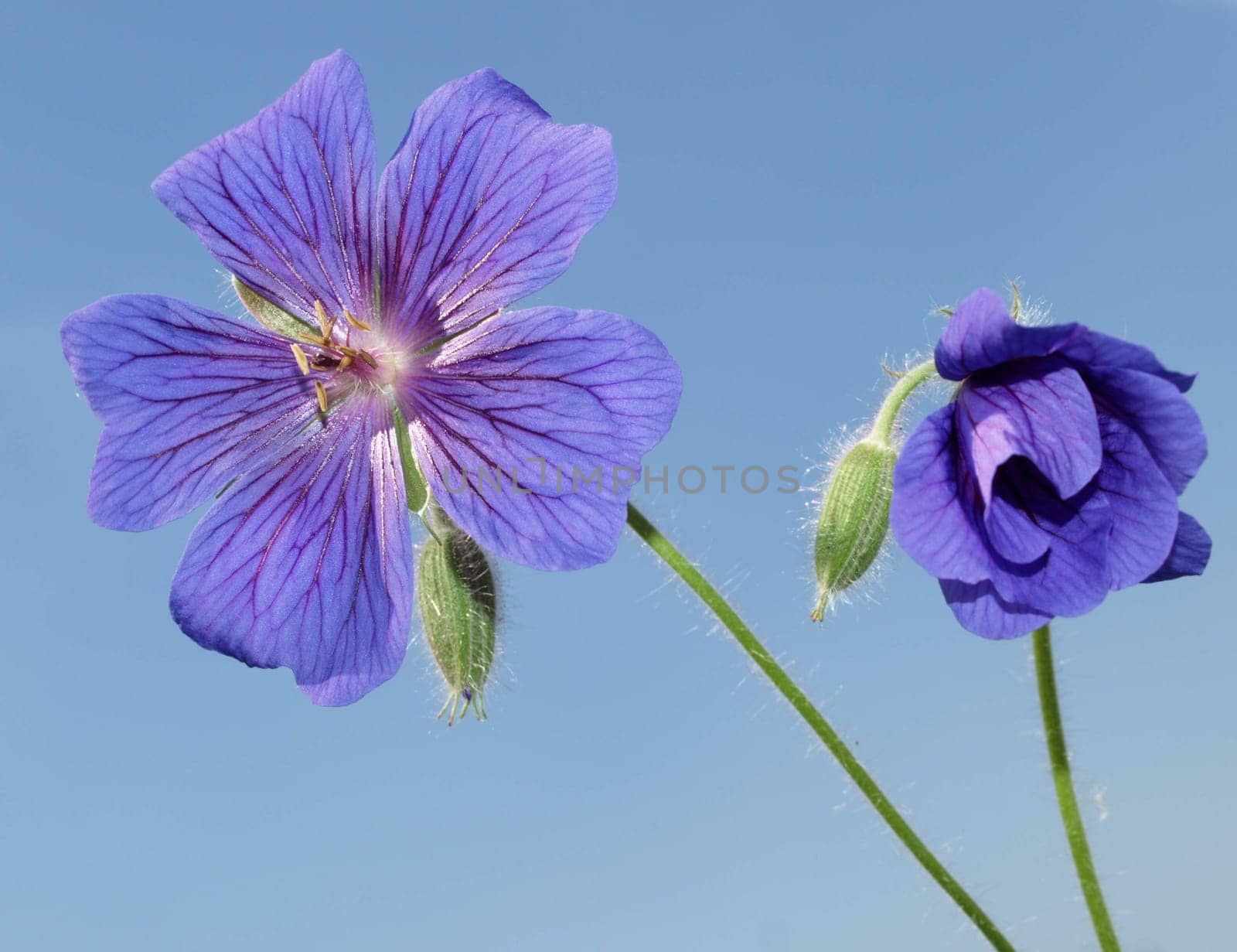 Cranesbill flowers