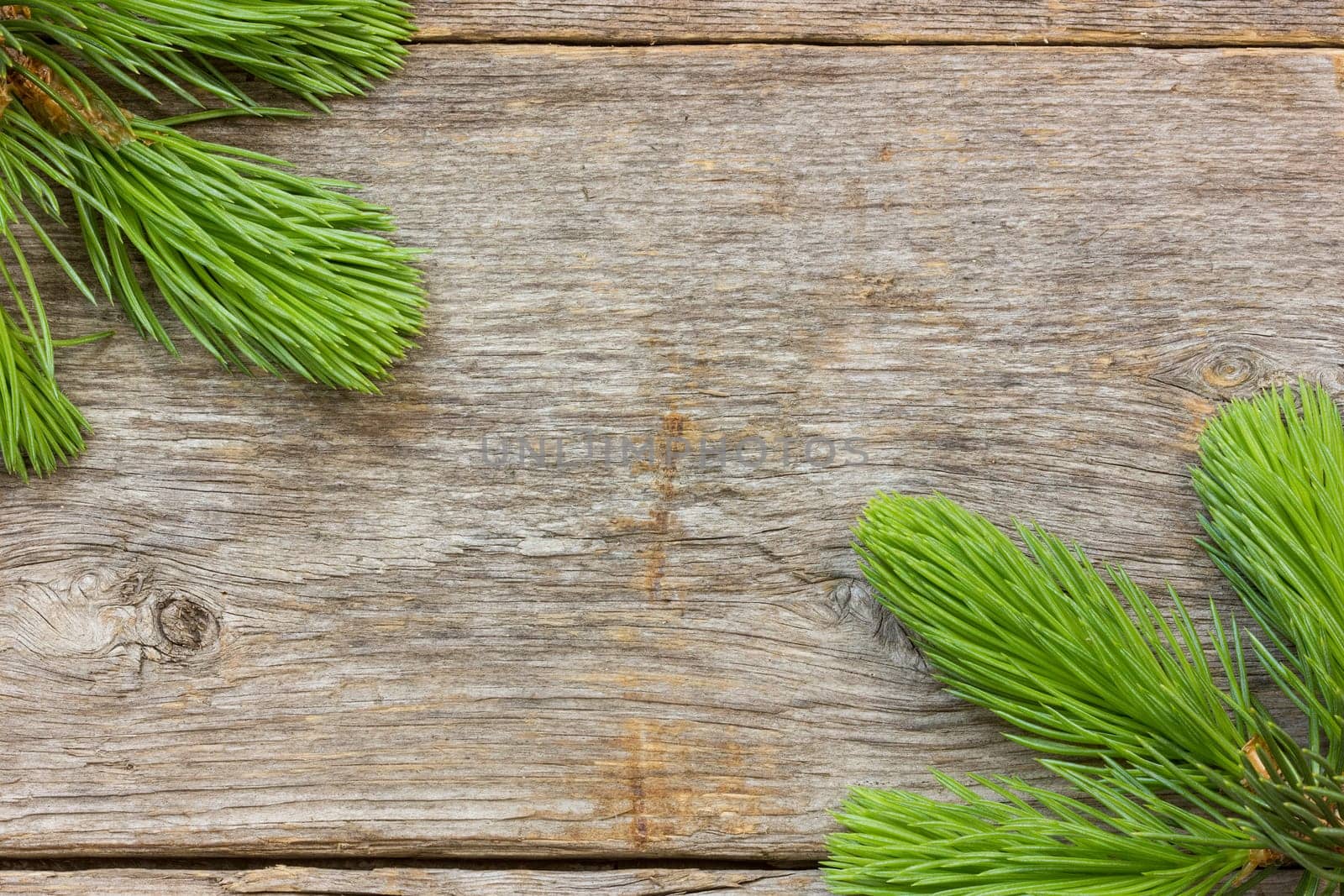 Old wooden planks with green fir-tree branches